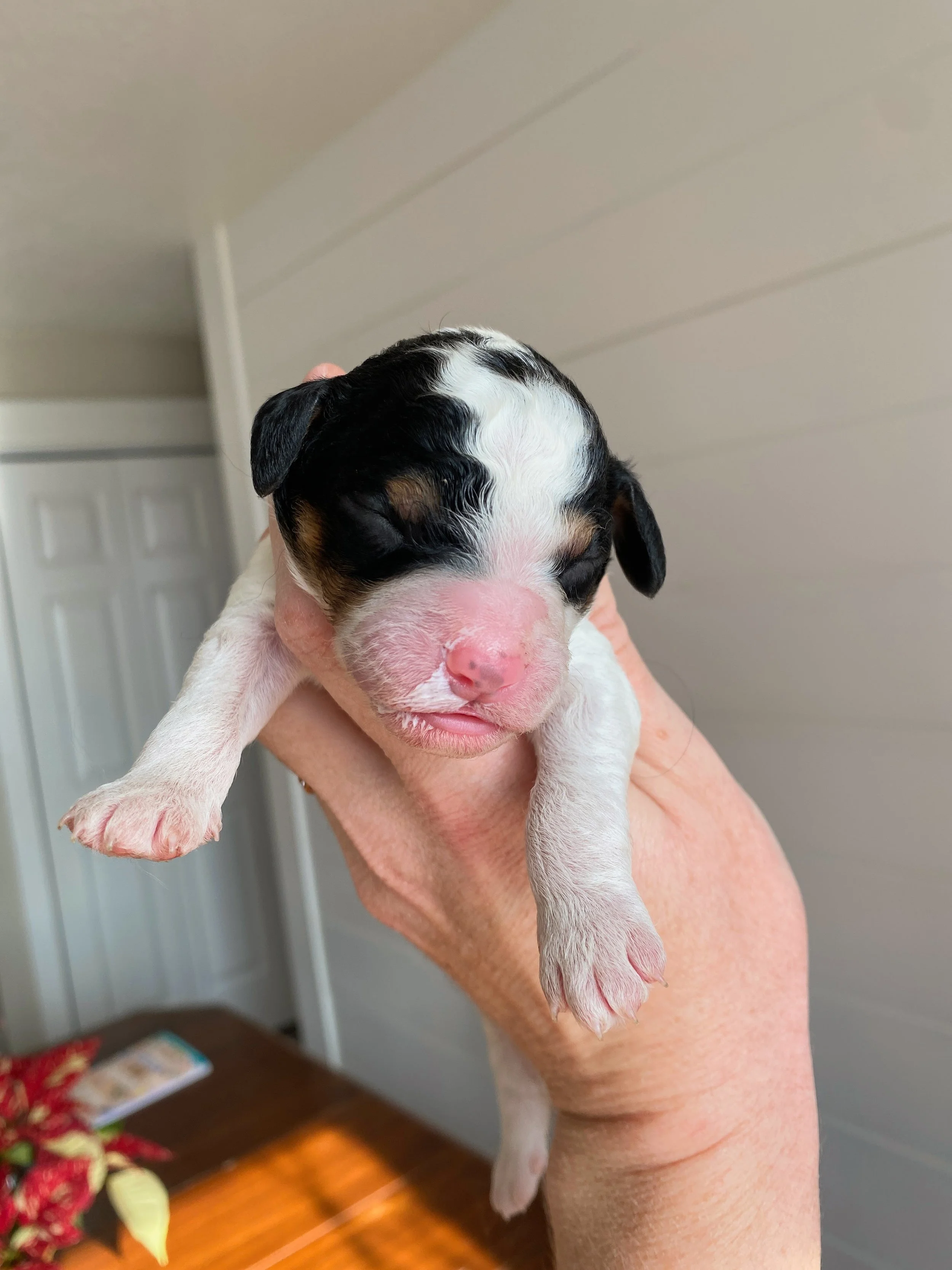mini parti tri colored bernedoodle