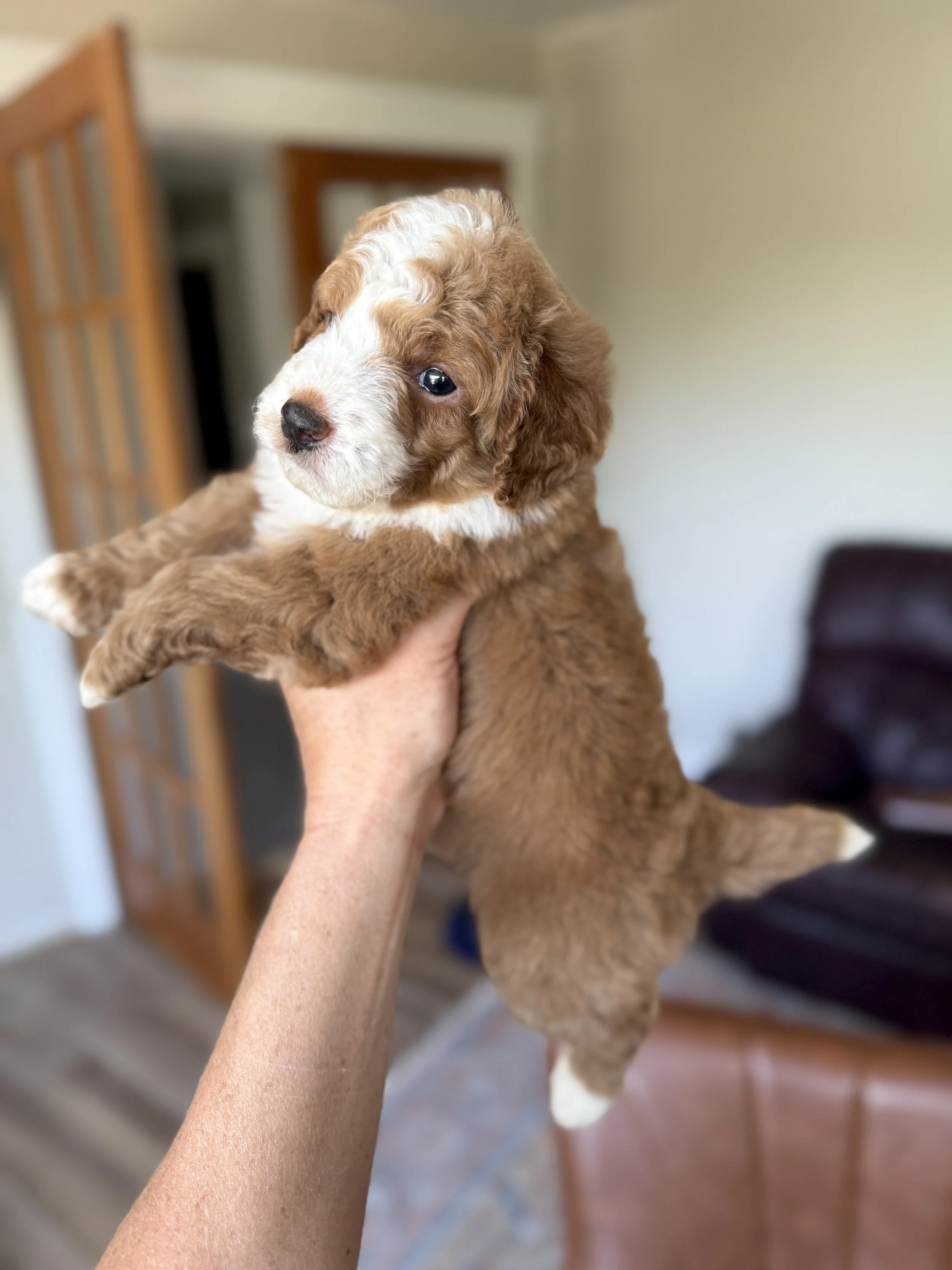red and white tuxedo mini bernedoodle
