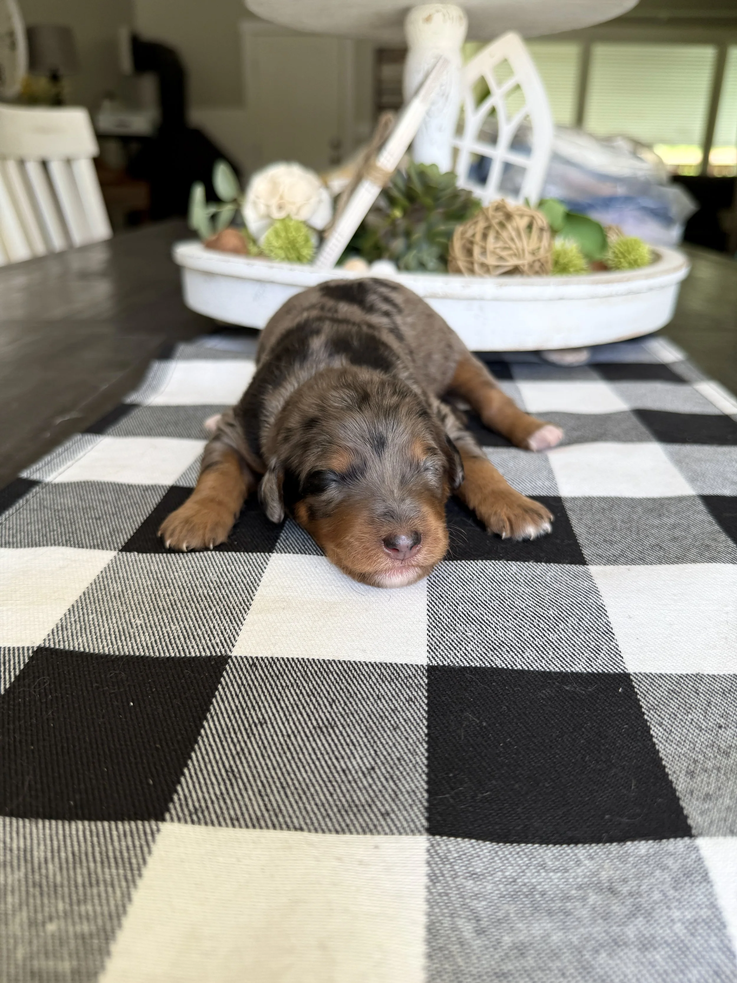 merle phantom mini bernedoodle