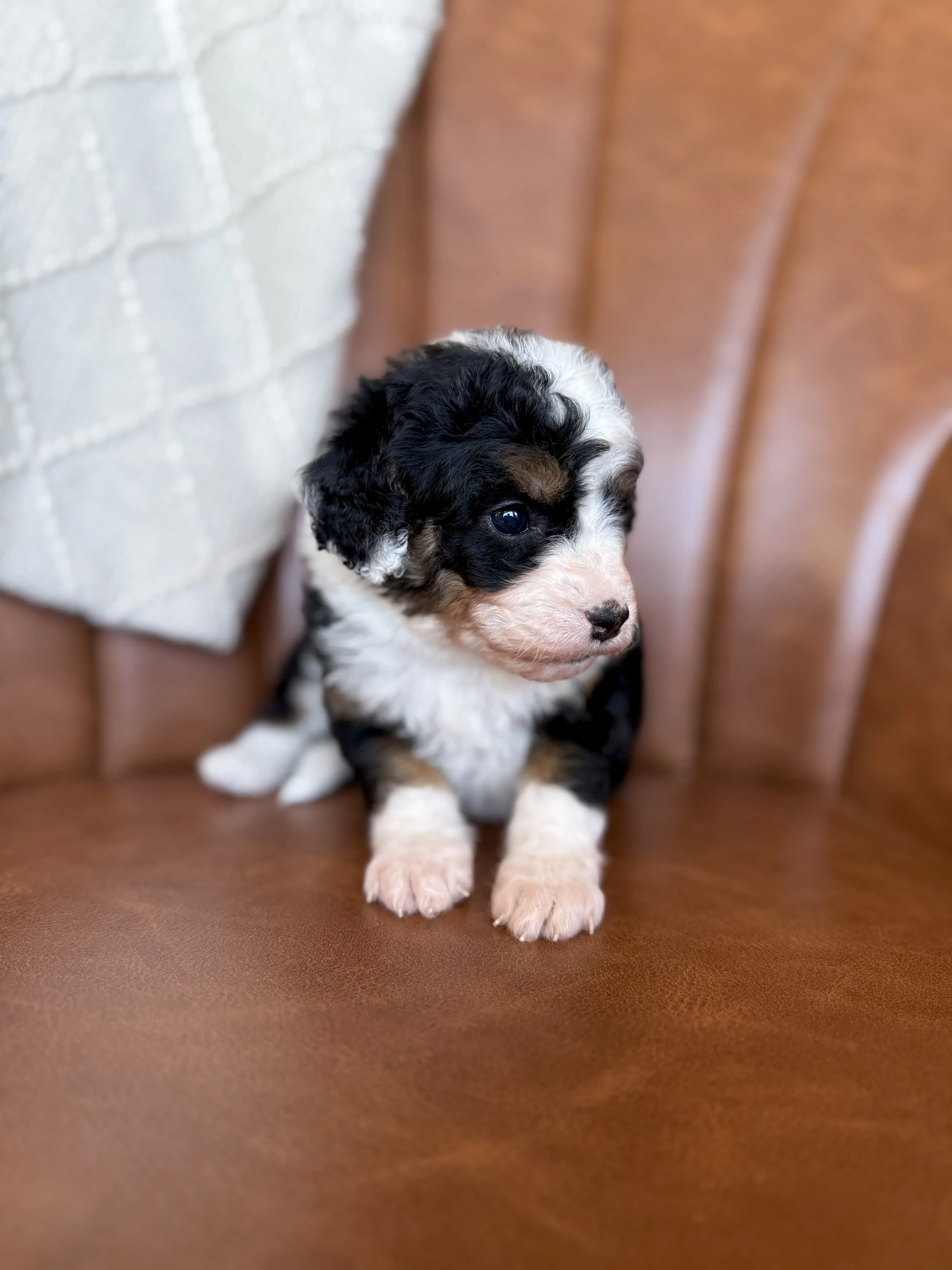 mini tri colored bernedoodle