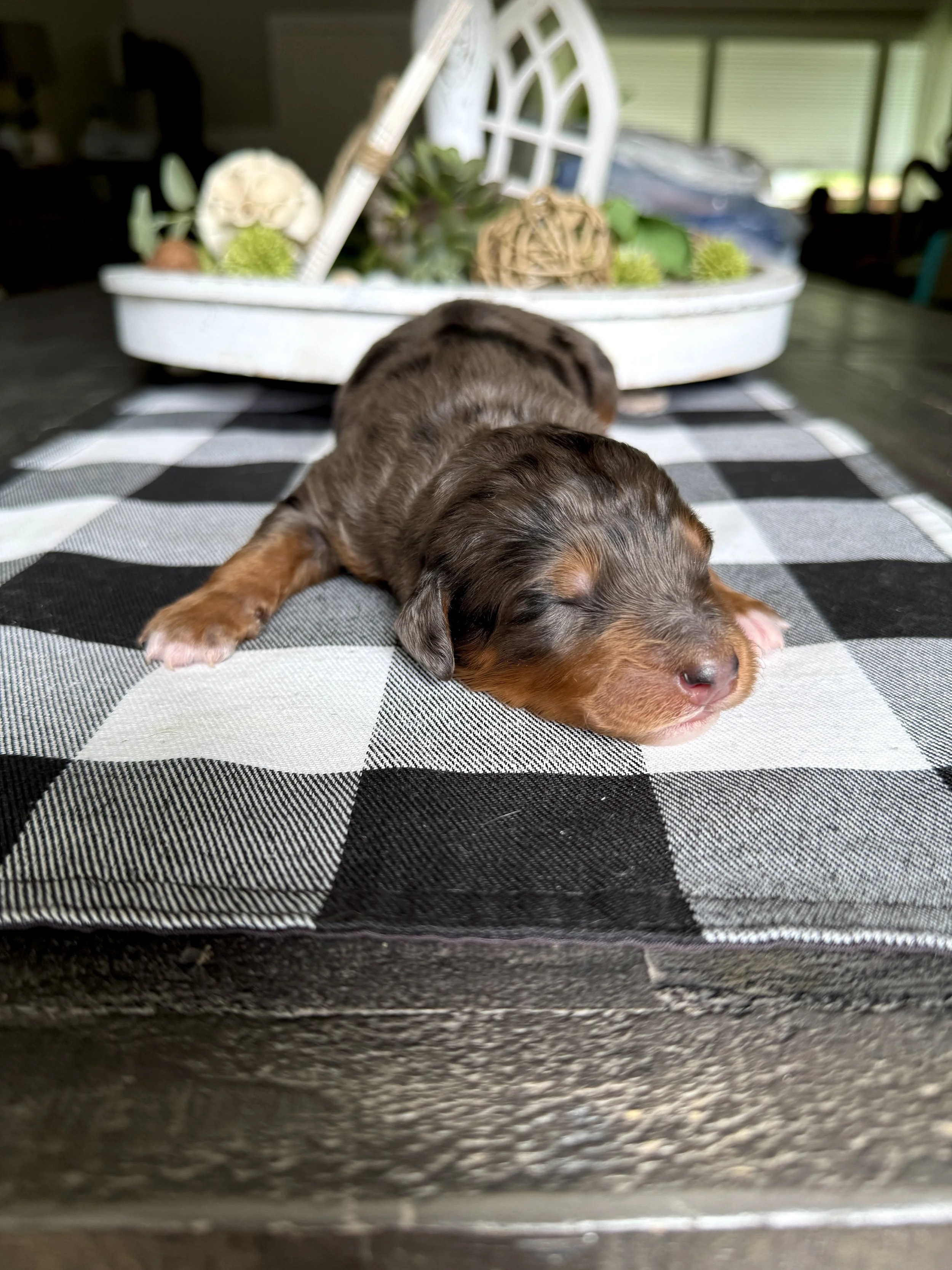 mini phantom merle bernedoodle