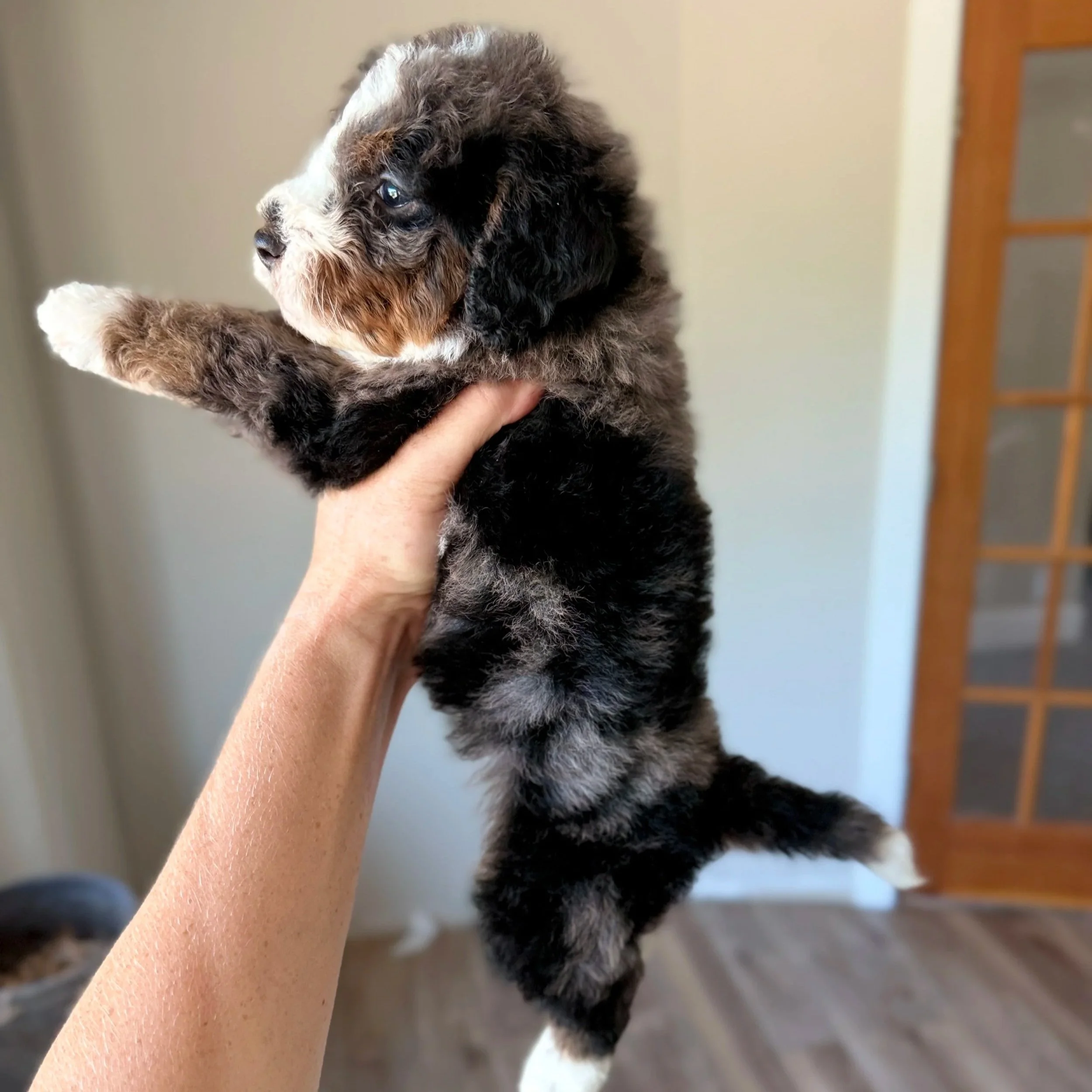 merle tri colored mini bernedoodle
