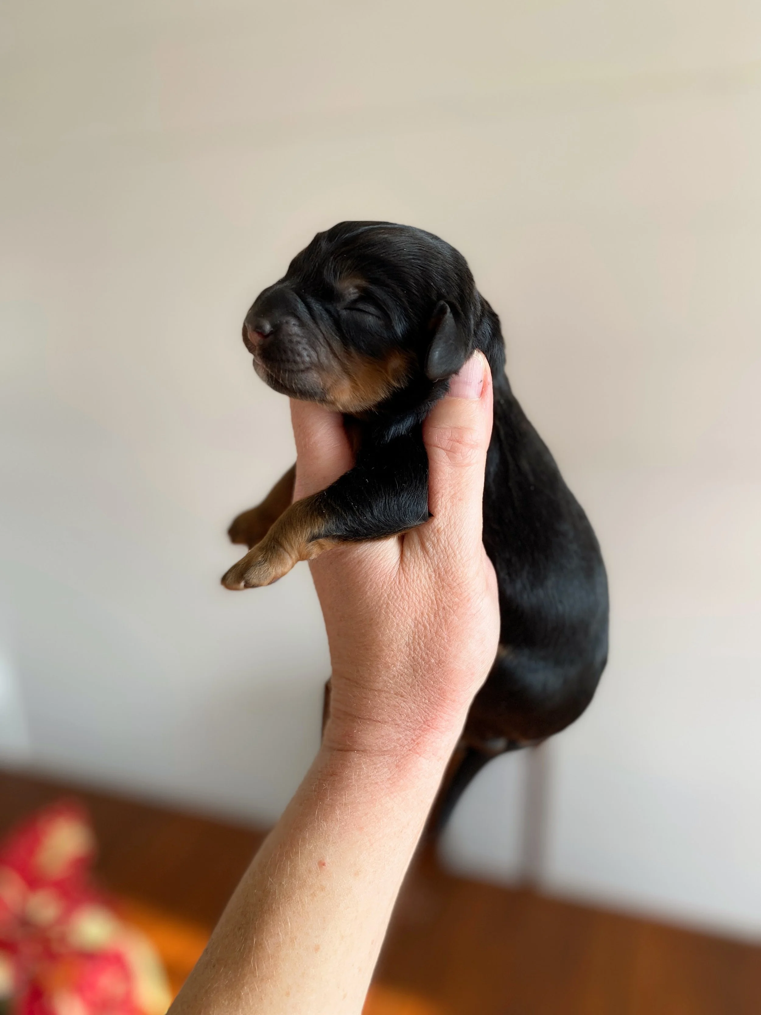 mini phantom bernedoodle