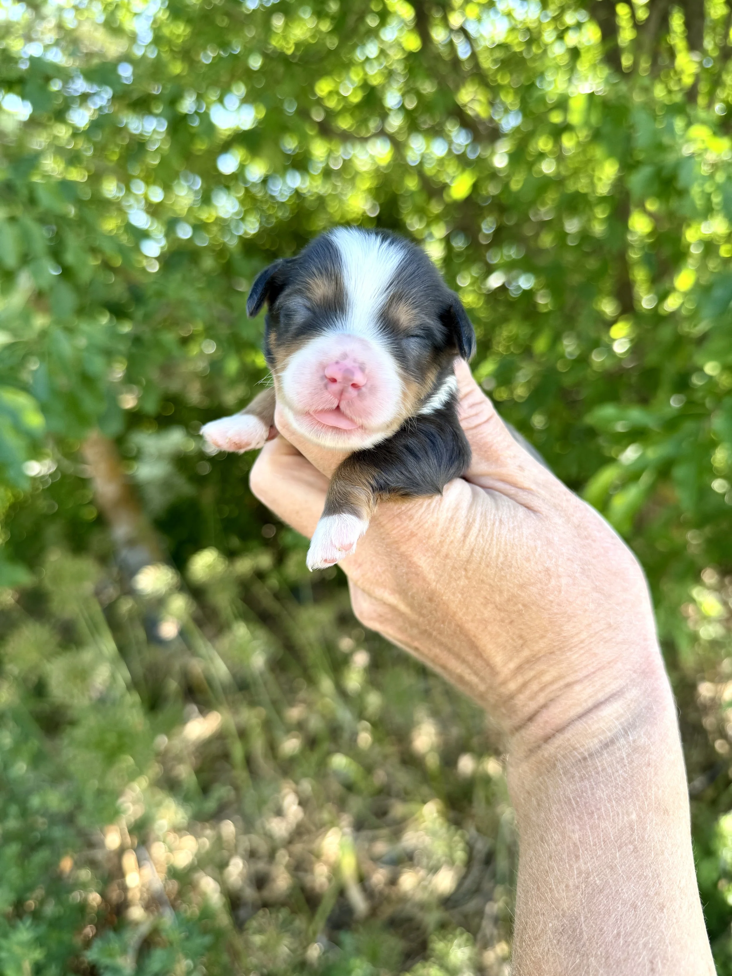 mini tri colored merle bernedoodle