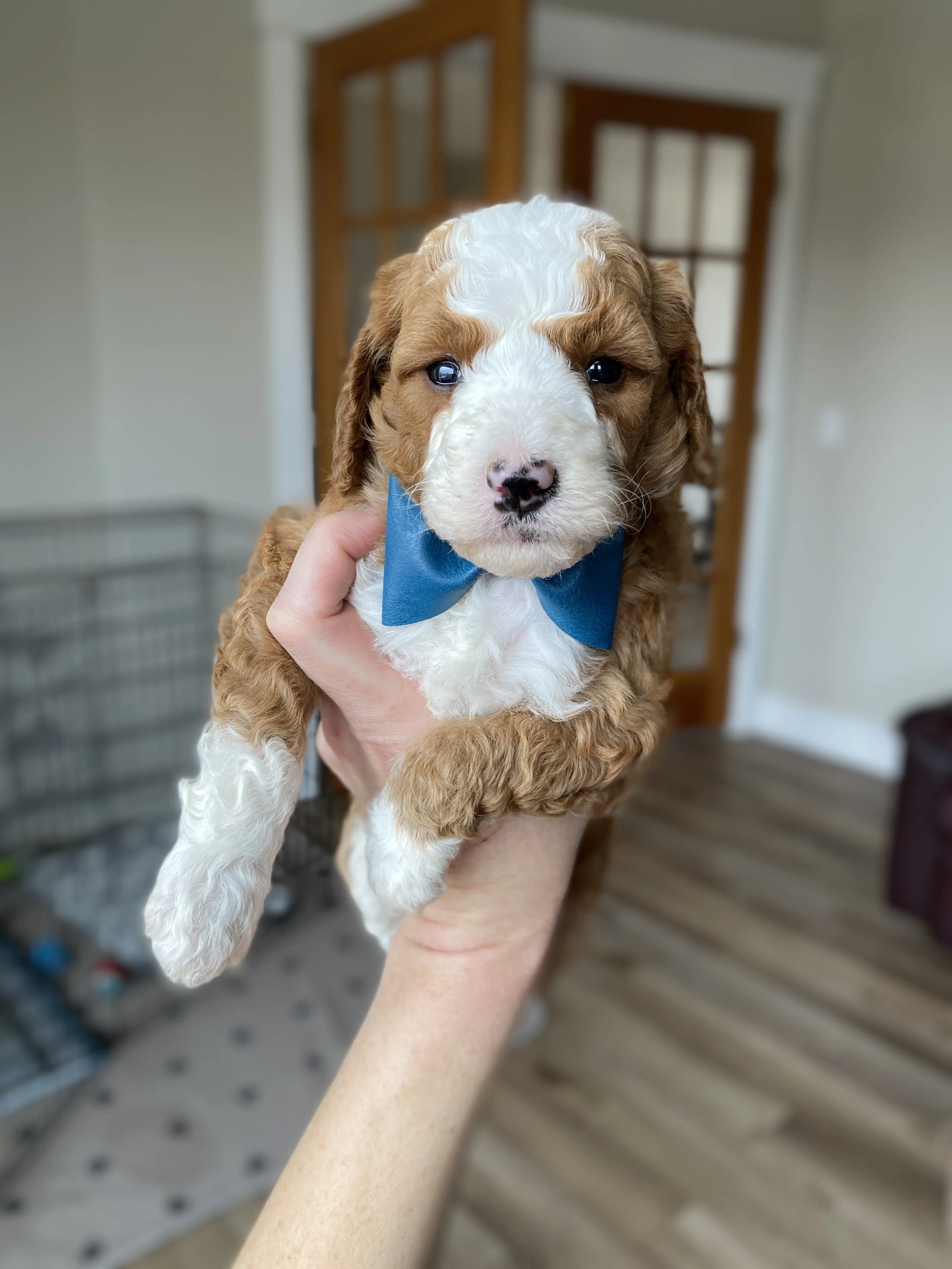 mini red and white tuxedo bernedoodle