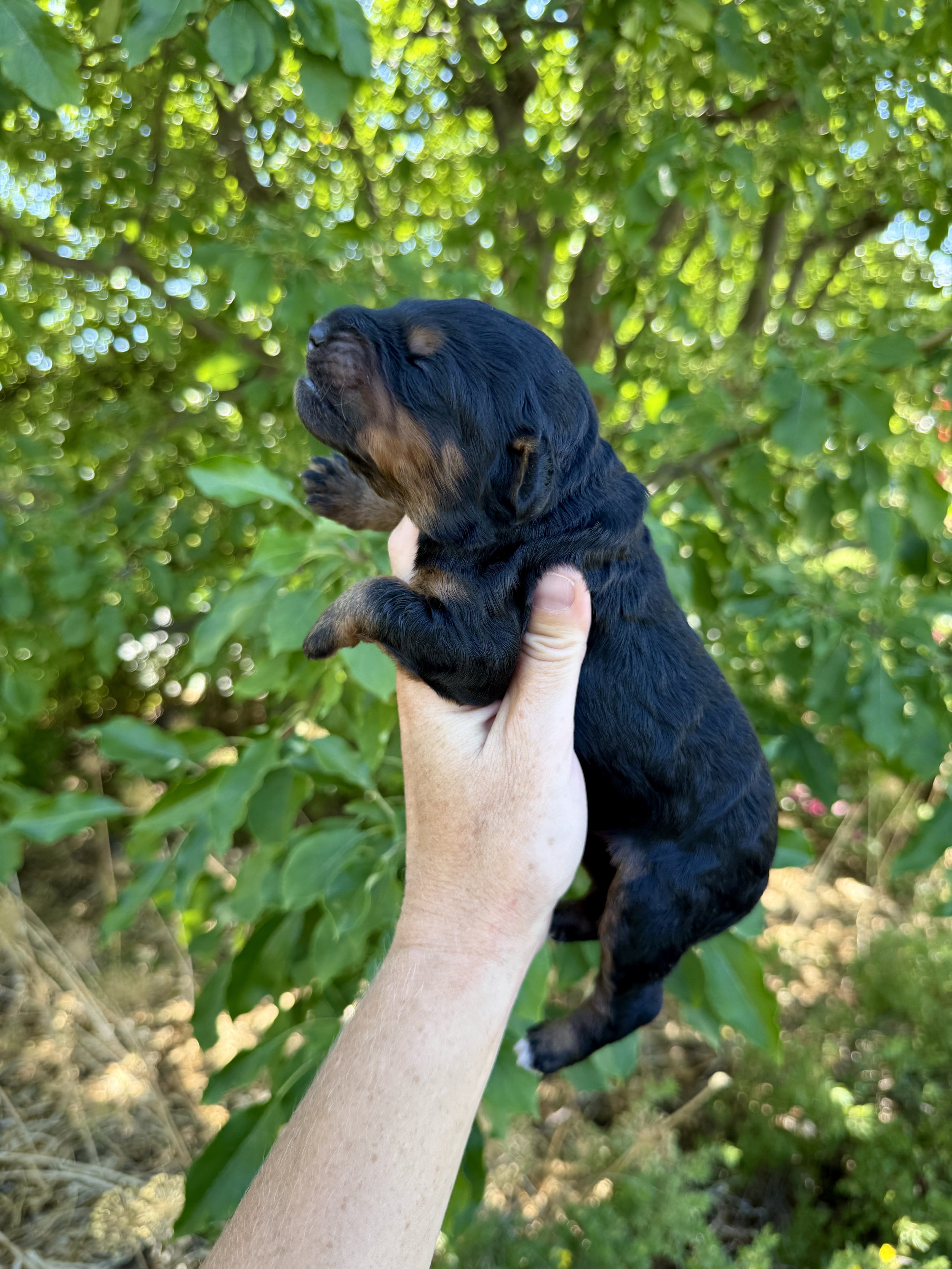 black phantom mini bernedoodle