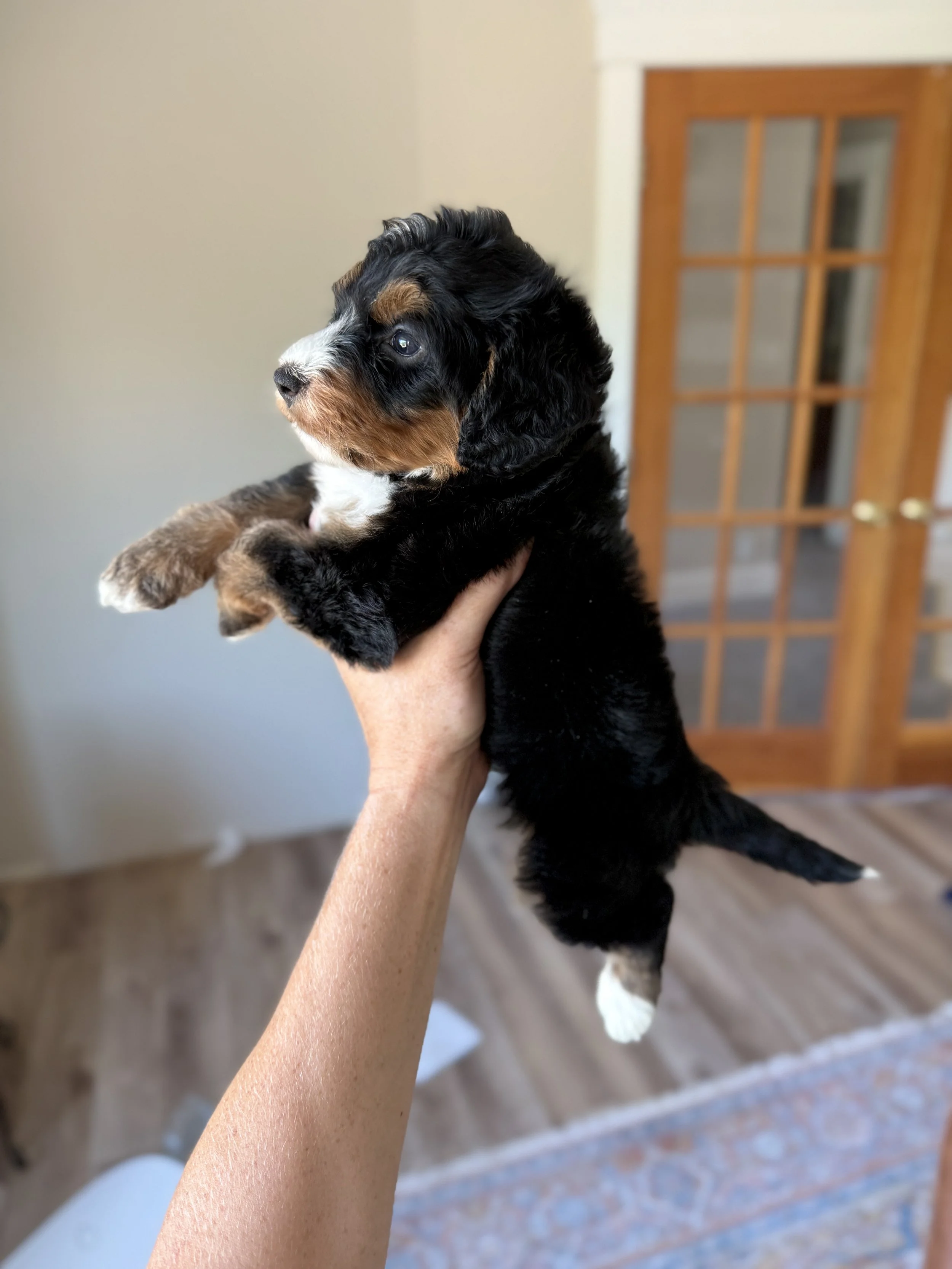 tri-colored mini bernedoodle