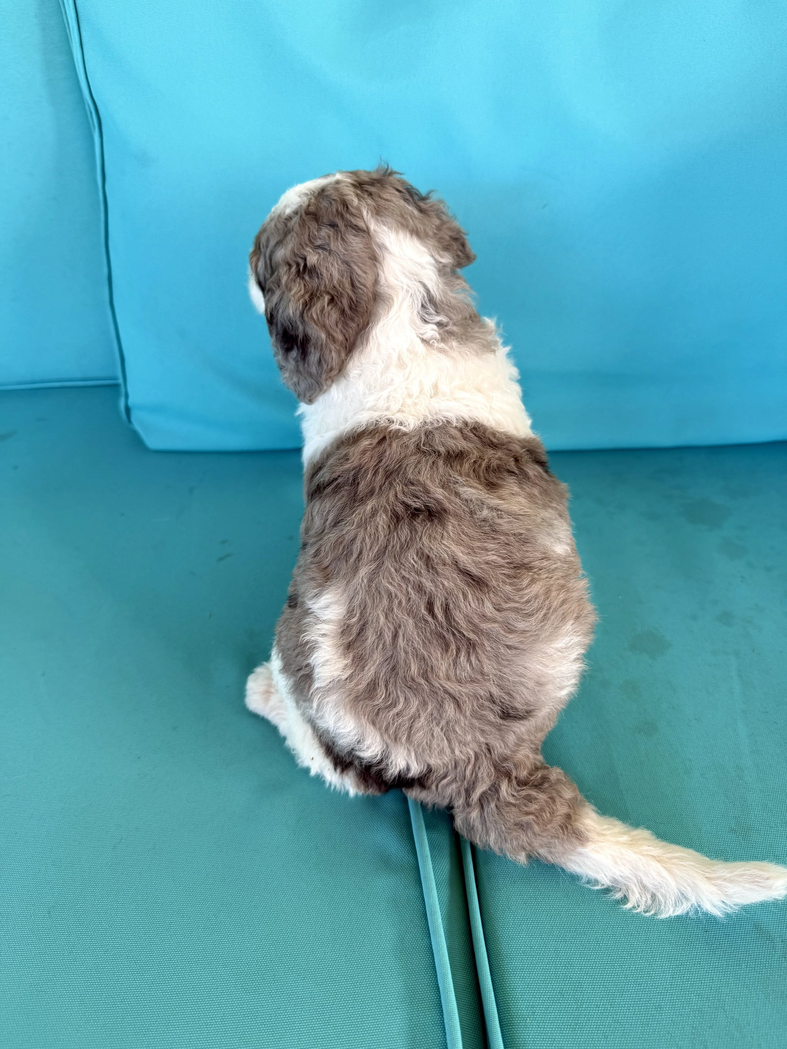 mini tri colored parti bernedoodle