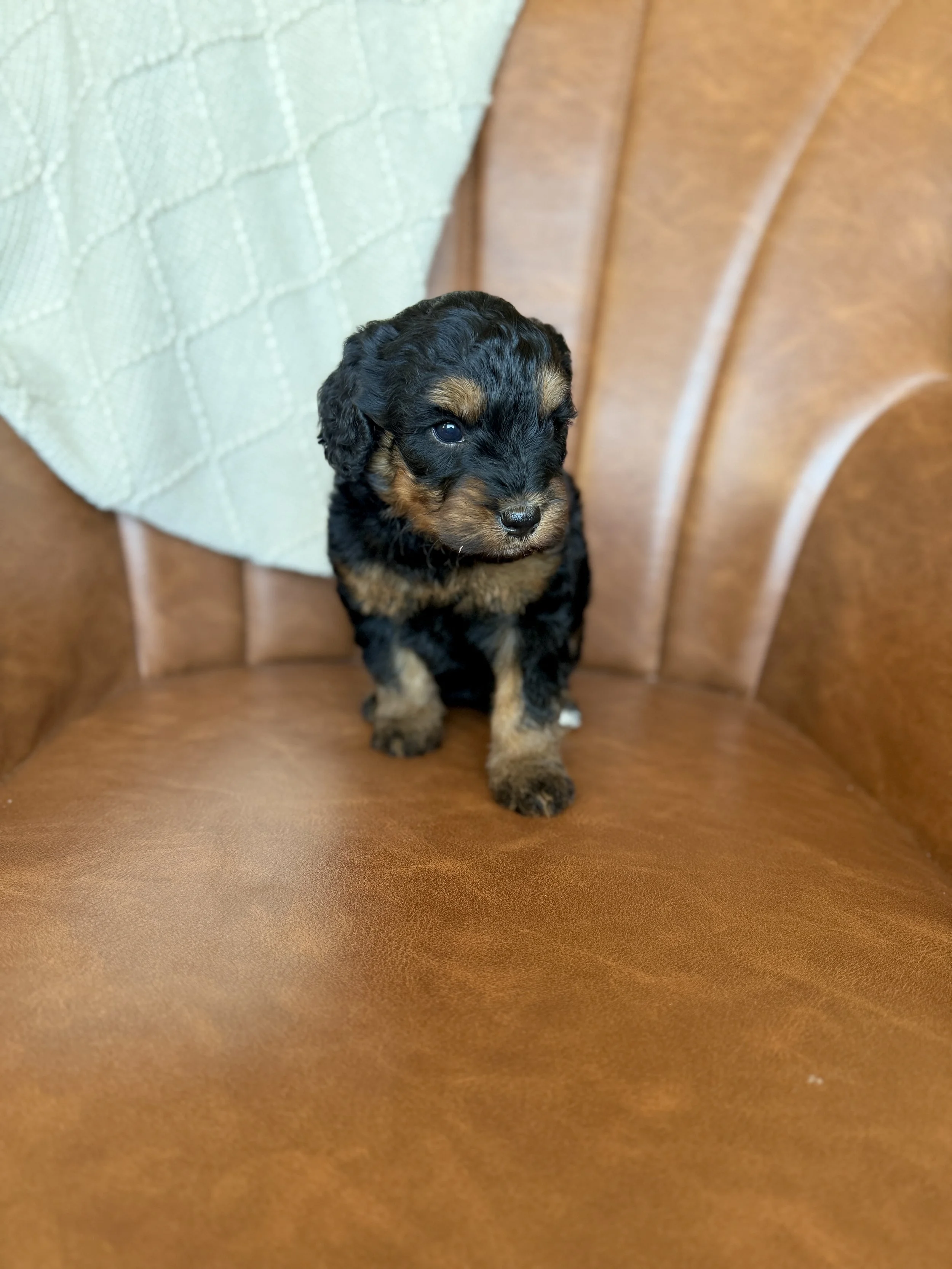 mini micro black phantom bernedoodle