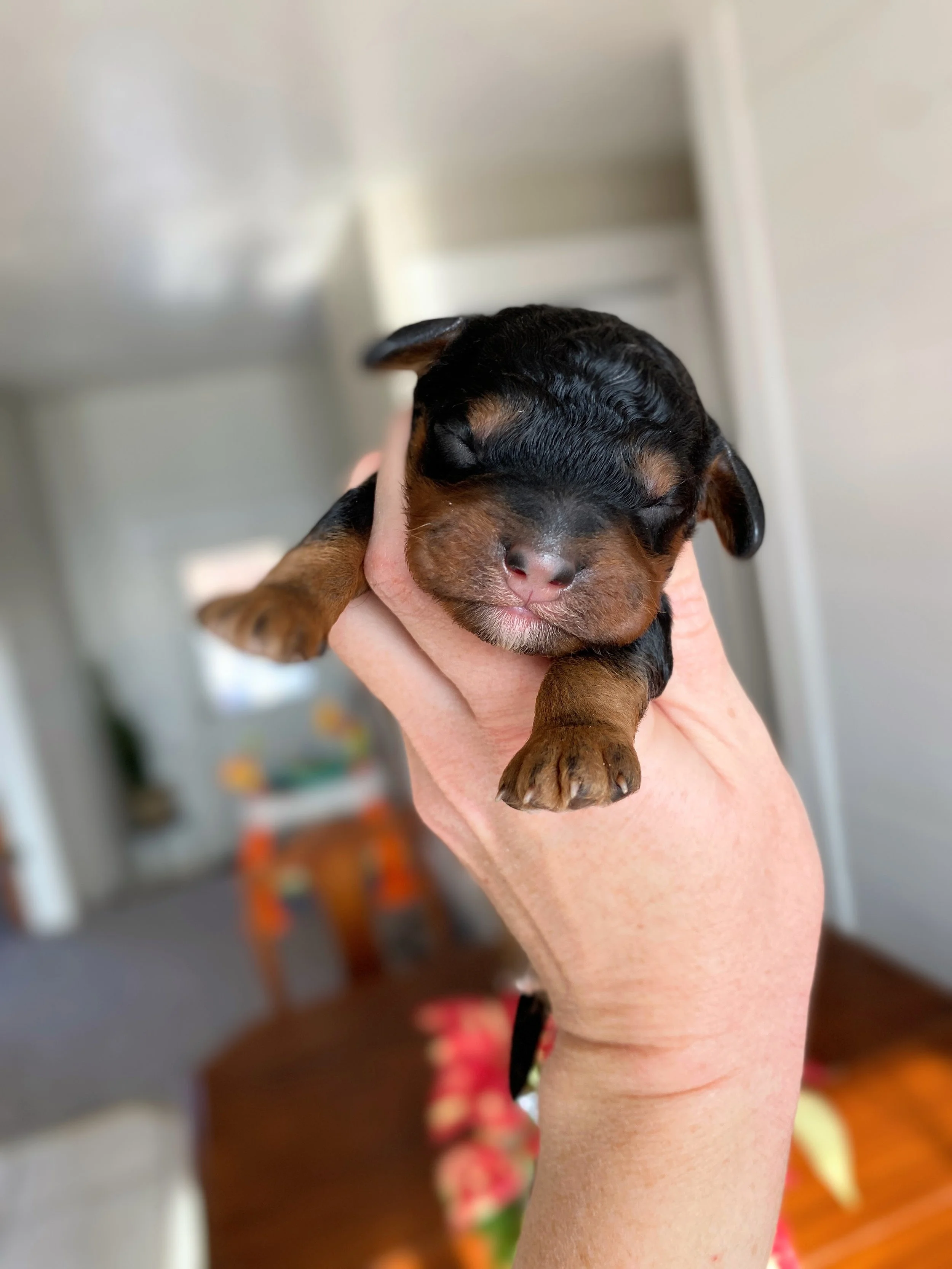 mini phantom bernedoodle