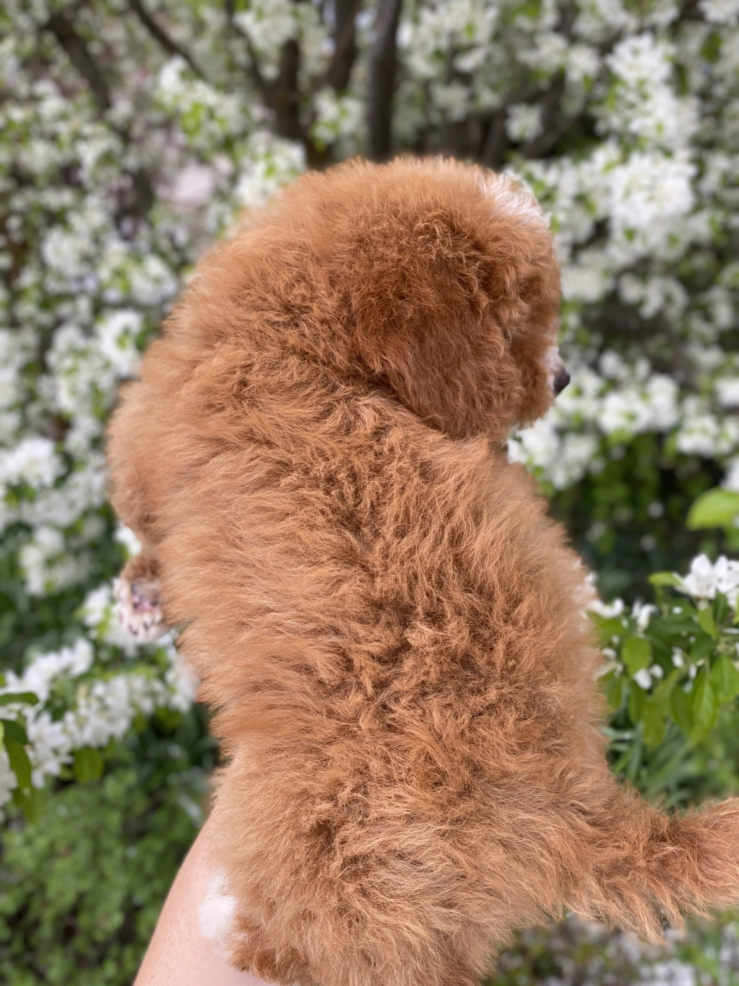 red mini bernedoodle