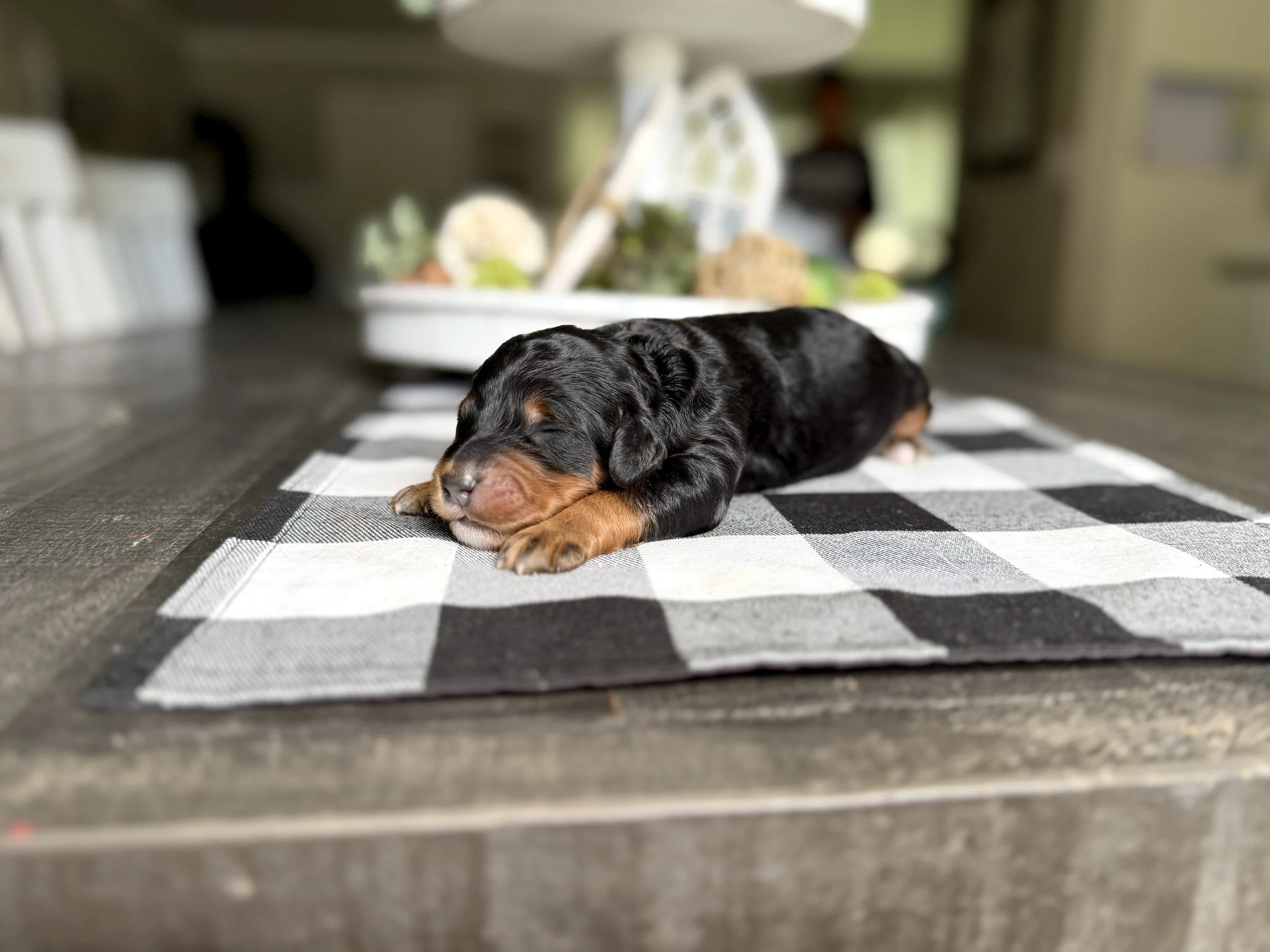 mini phantom bernedoodle