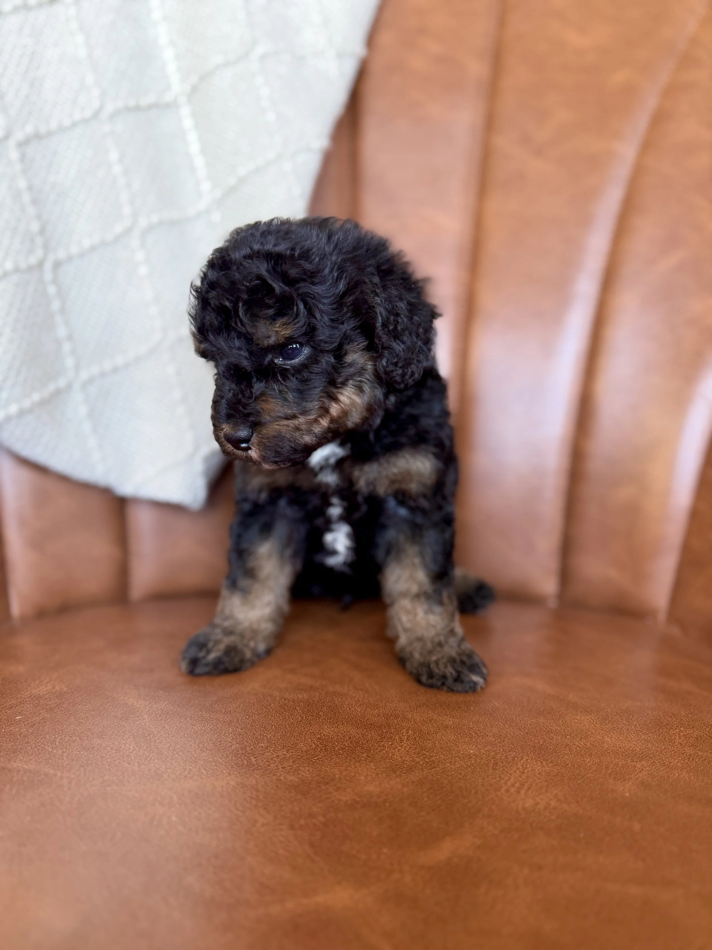 mini micro black phantom bernedoodle