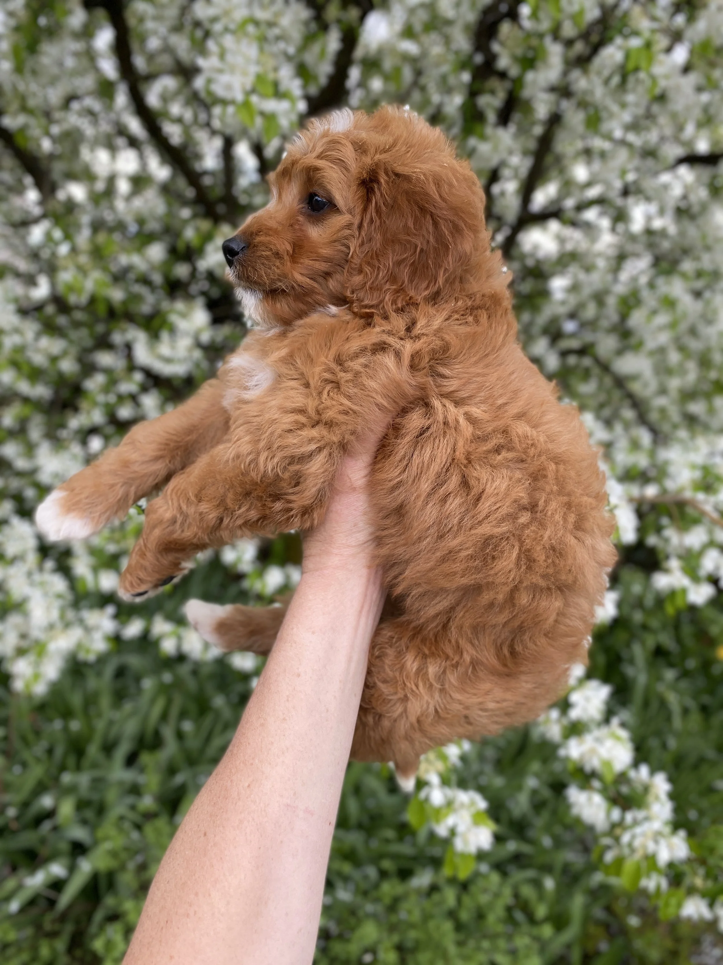 red mini bernedoodle