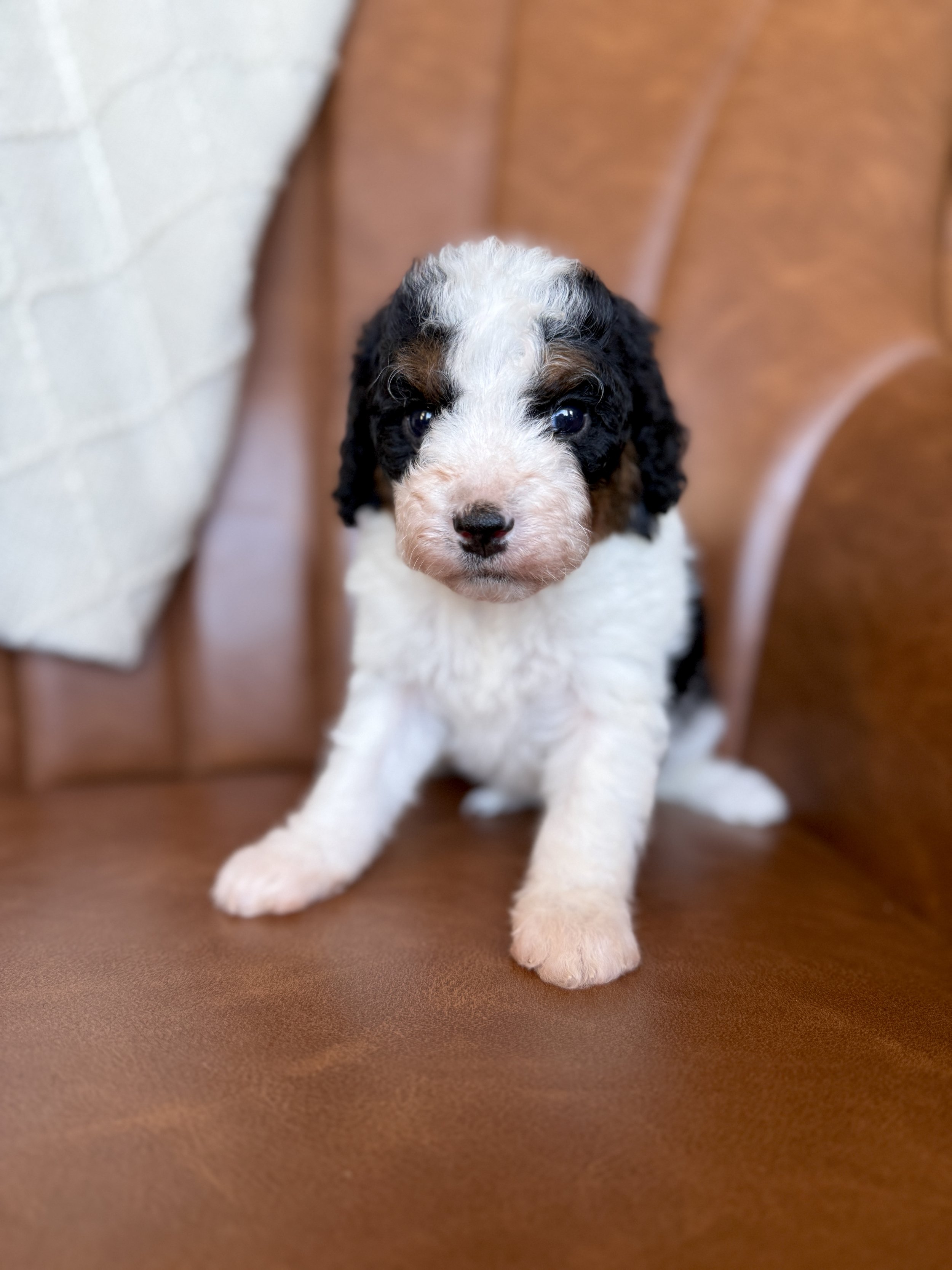 mini bernedoodle tri colored parti