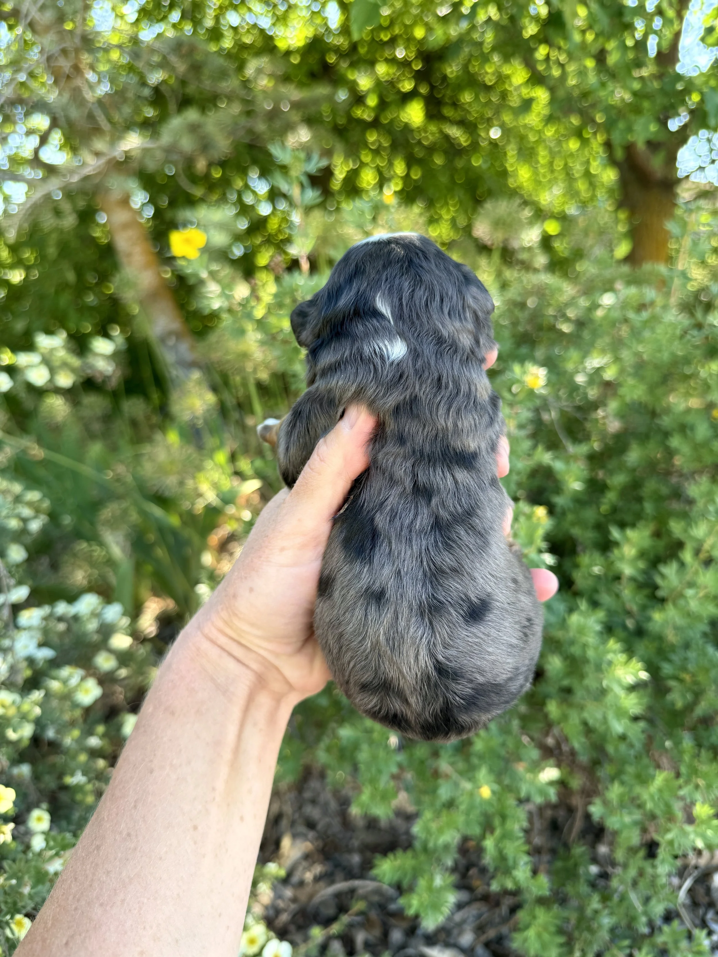 mini tri colored merle bernedoodle
