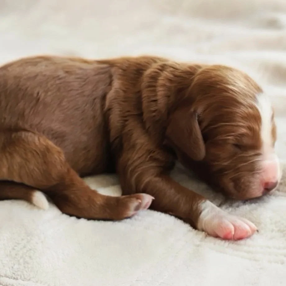 red and white brittany doodle