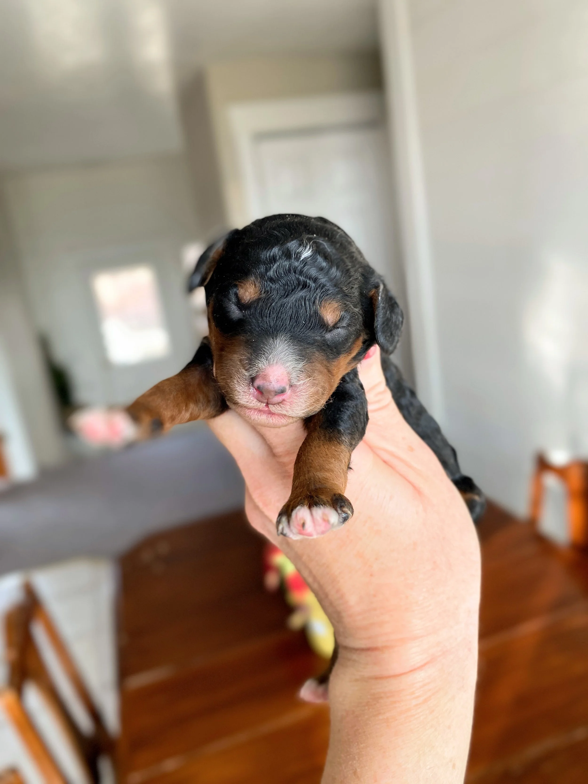 mini phantom bernedoodle