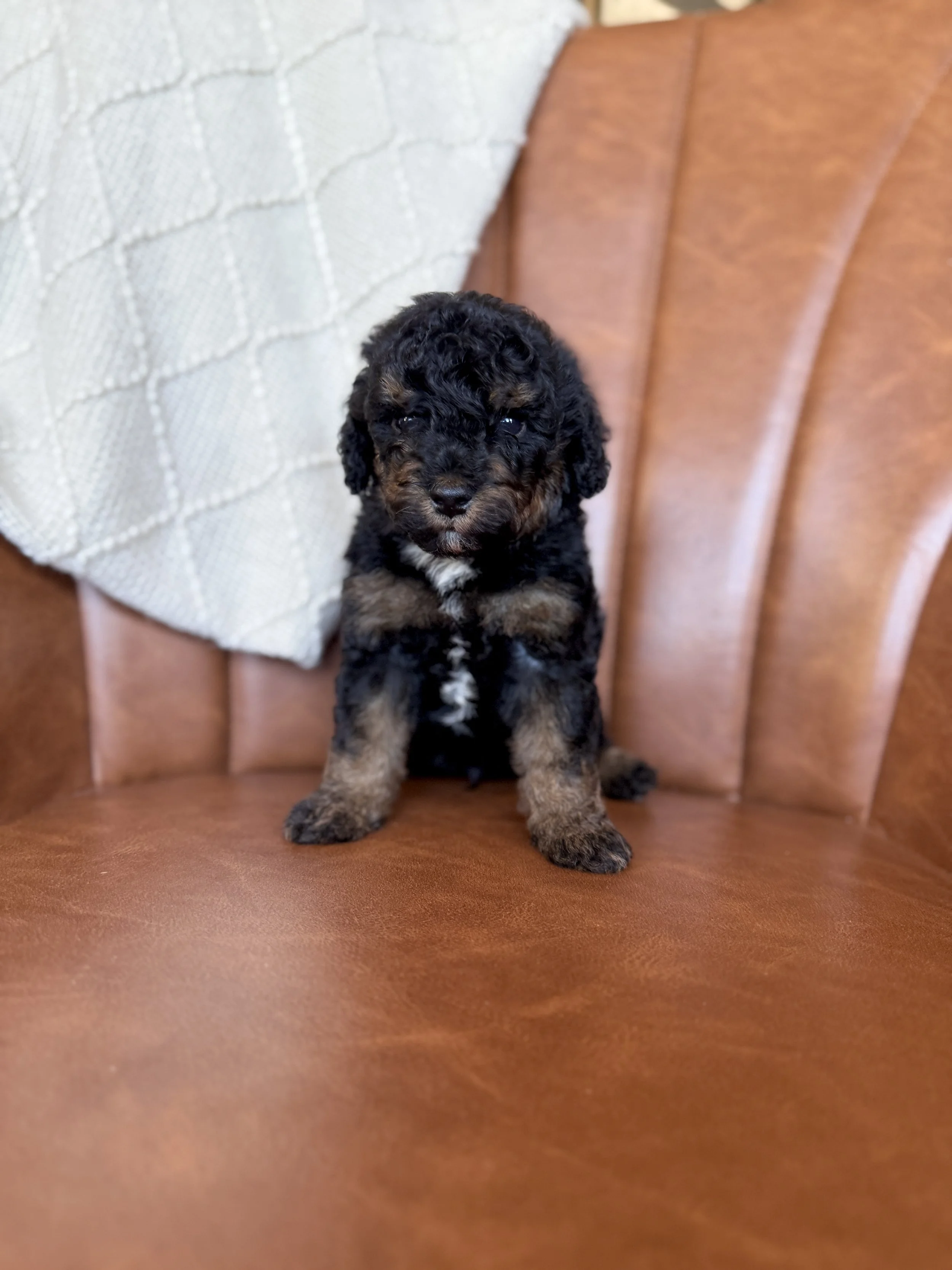 mini micro black phantom bernedoodle