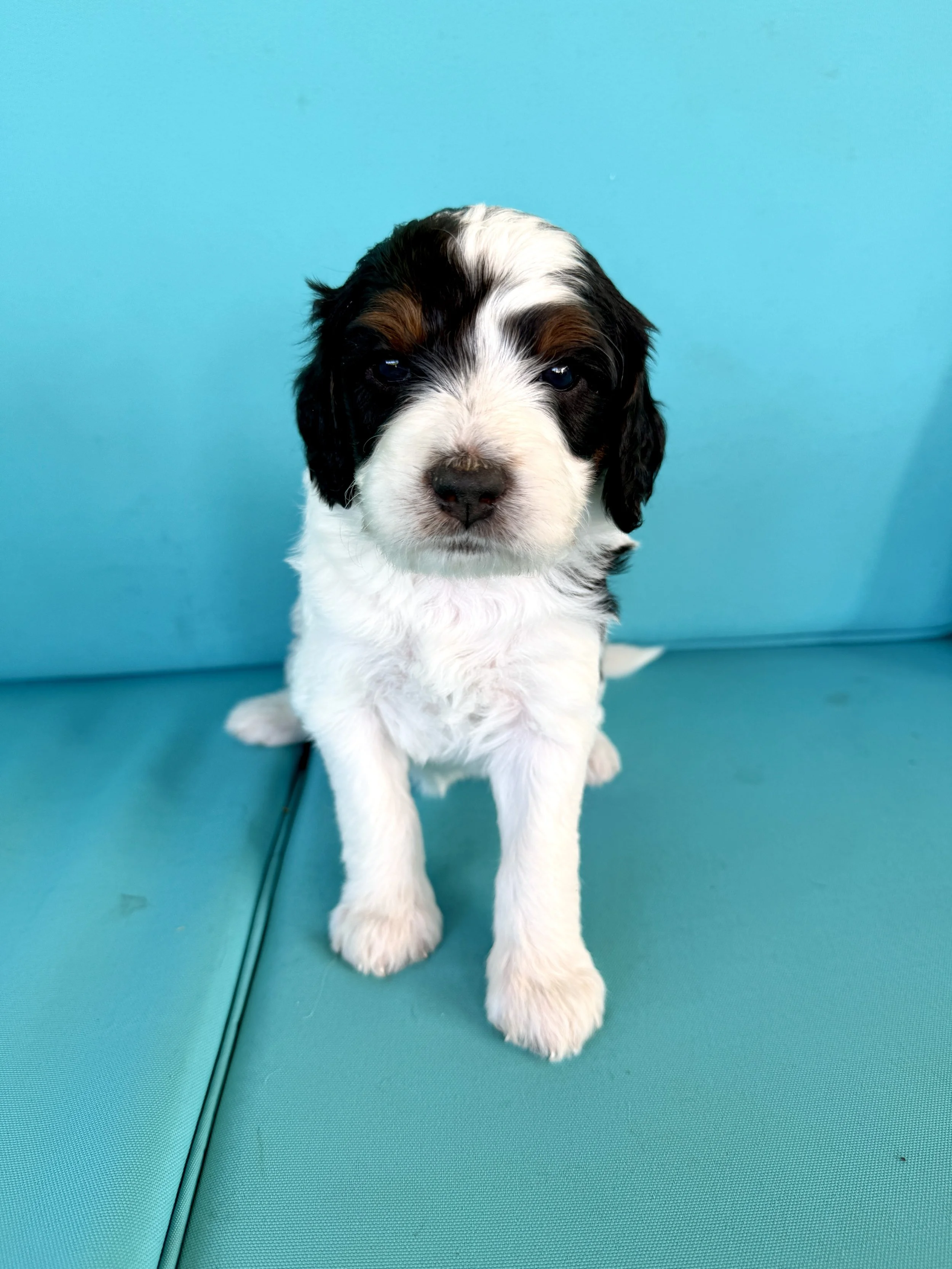 mini parti tri colored bernedoodle