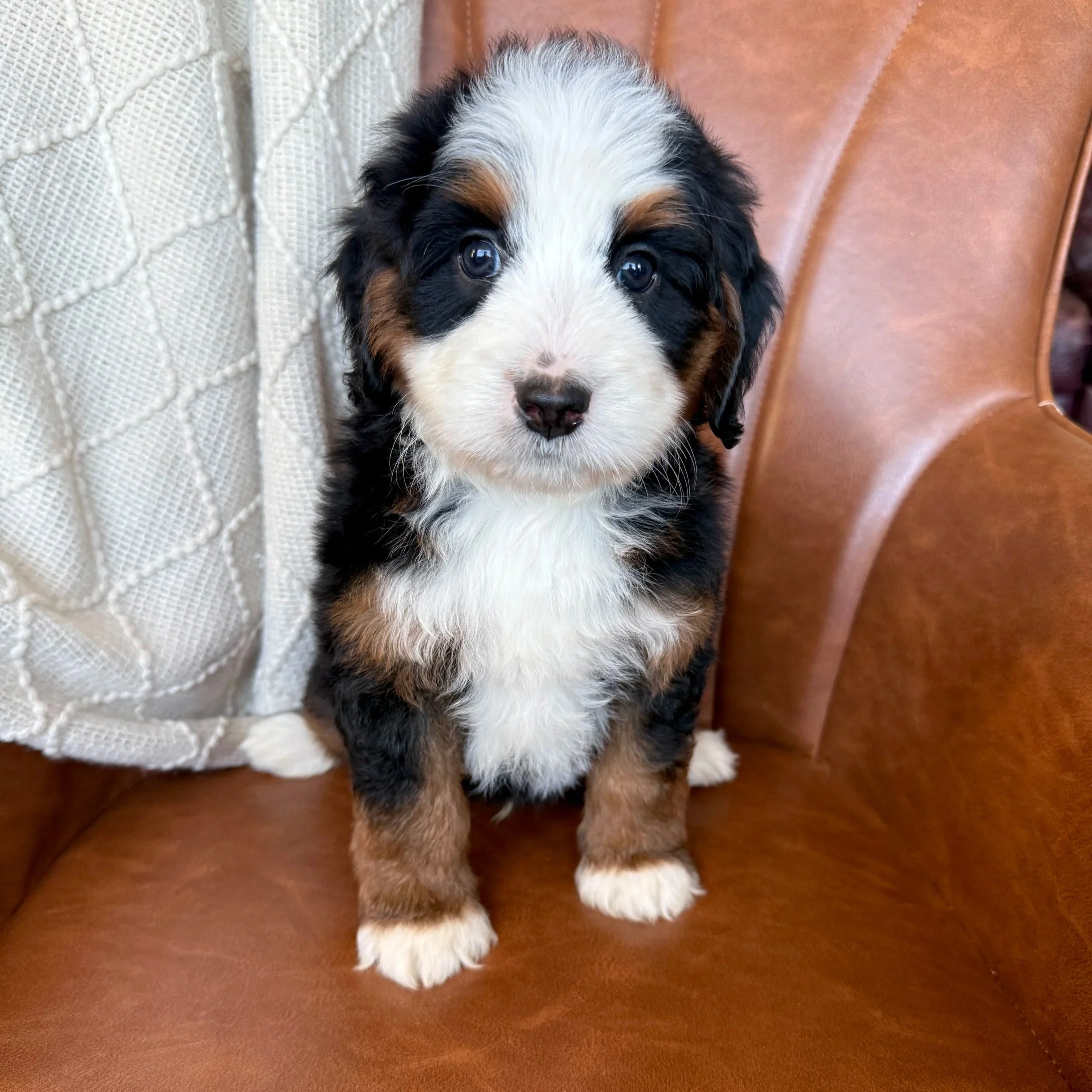 mini tri colored bernedoodle
