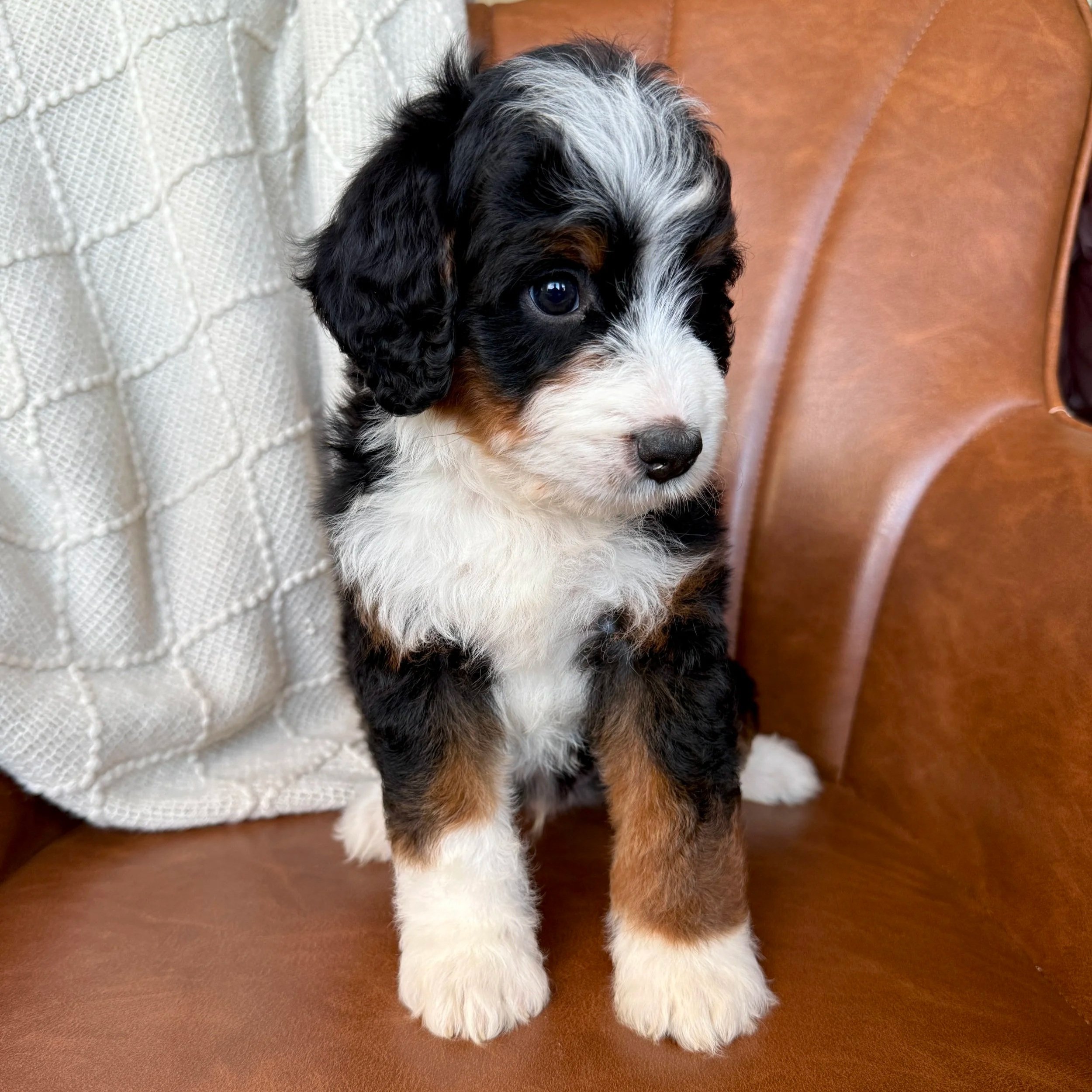 mini tri colored bernedoodle