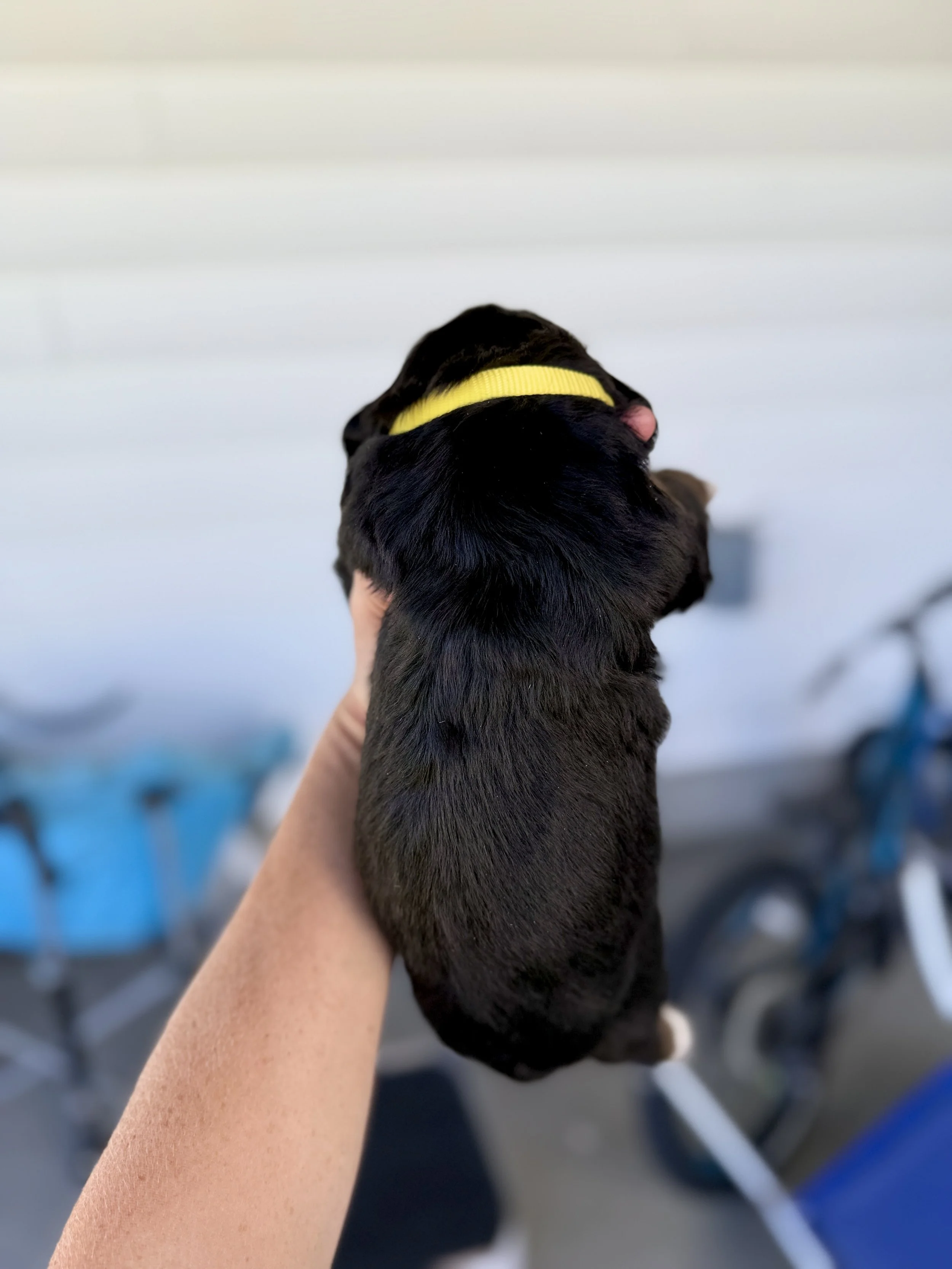 bernese mountain dog