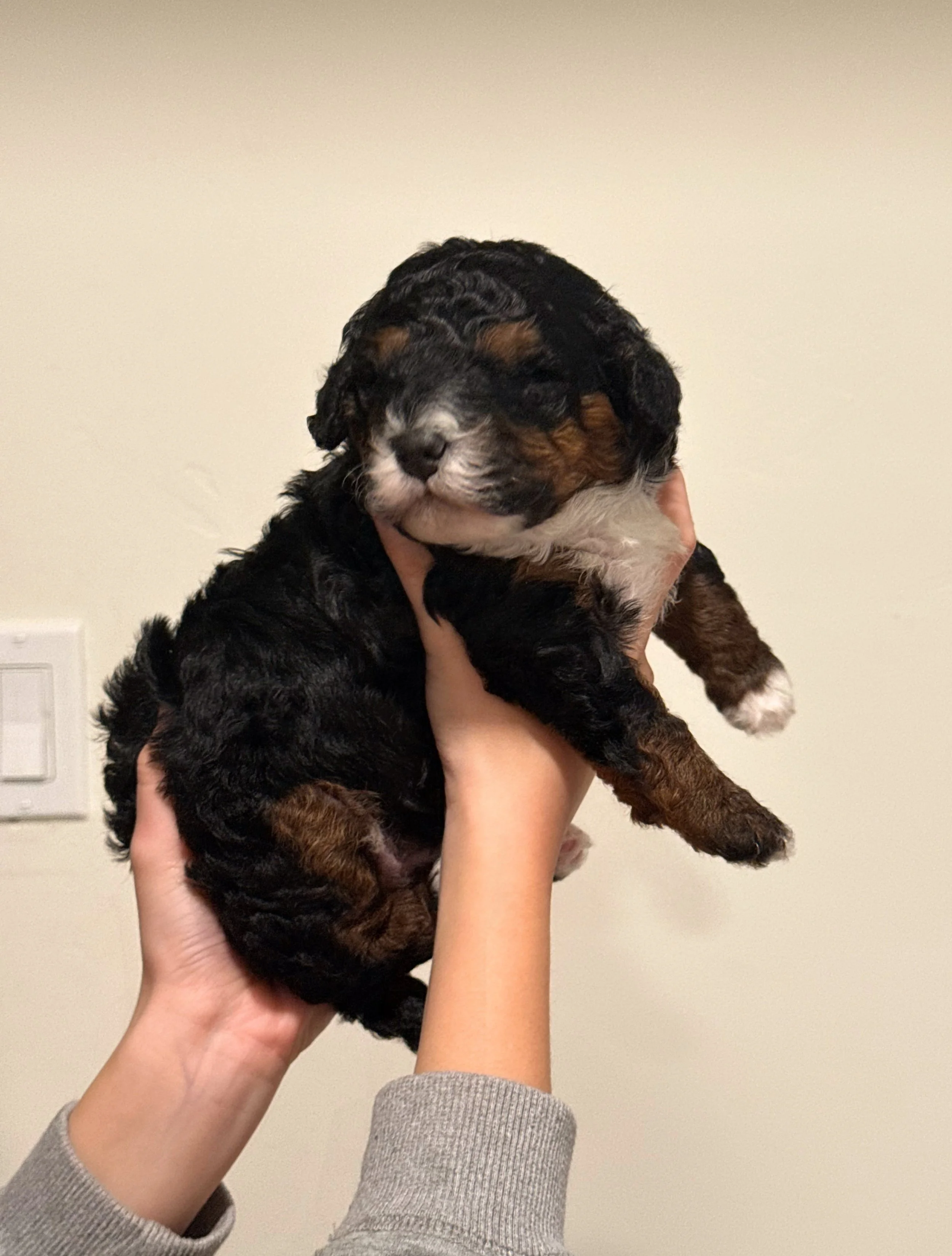 tri colored mini bernedoodle