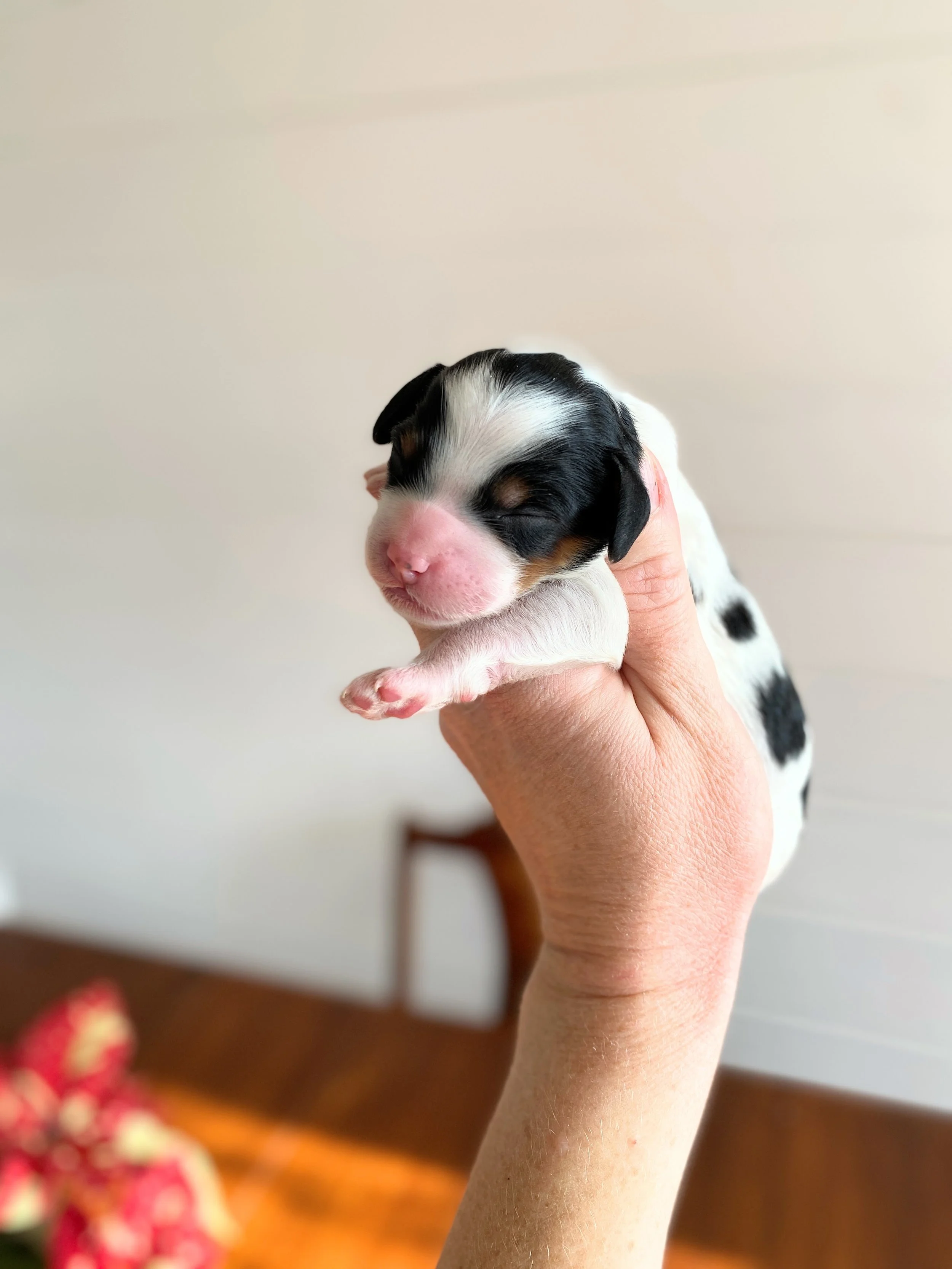 mini parti bernedoodle