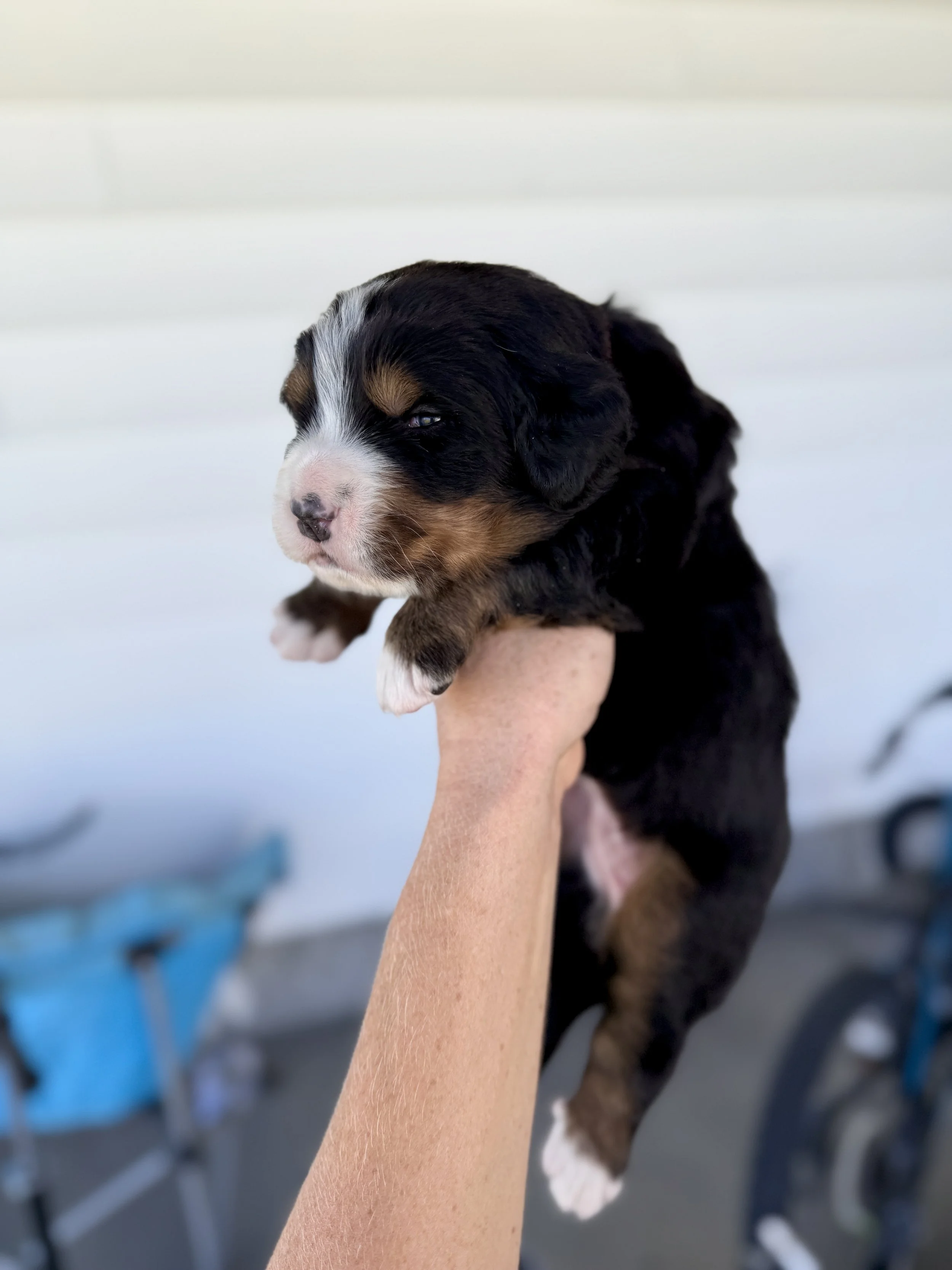 bernese mountain dog