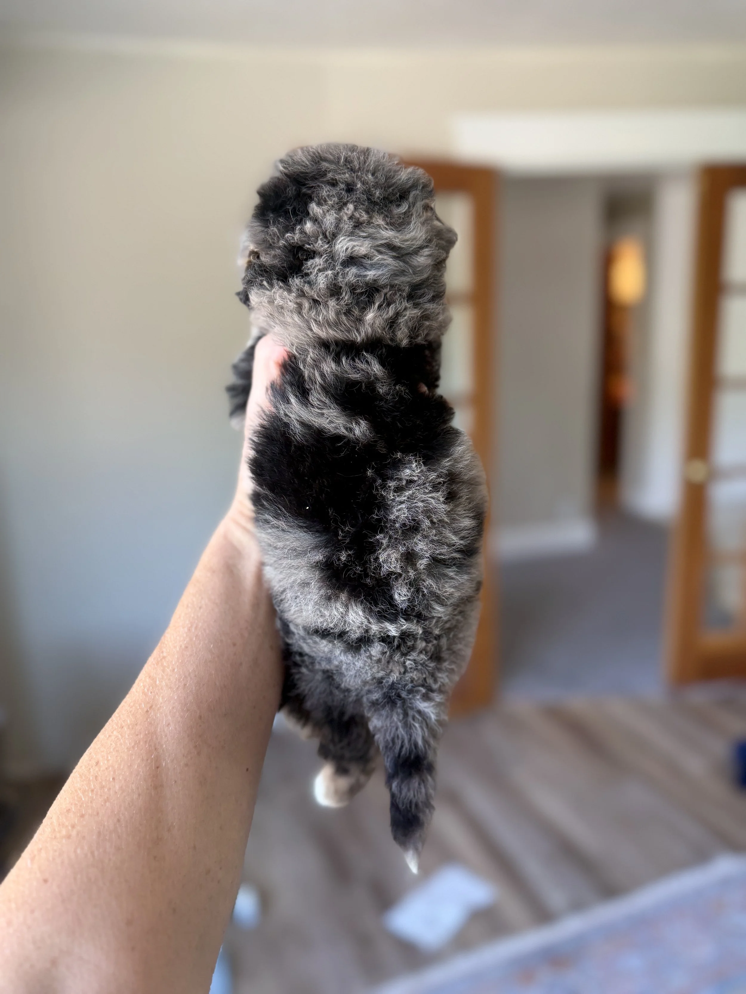 merle tri colored bernedoodle mini