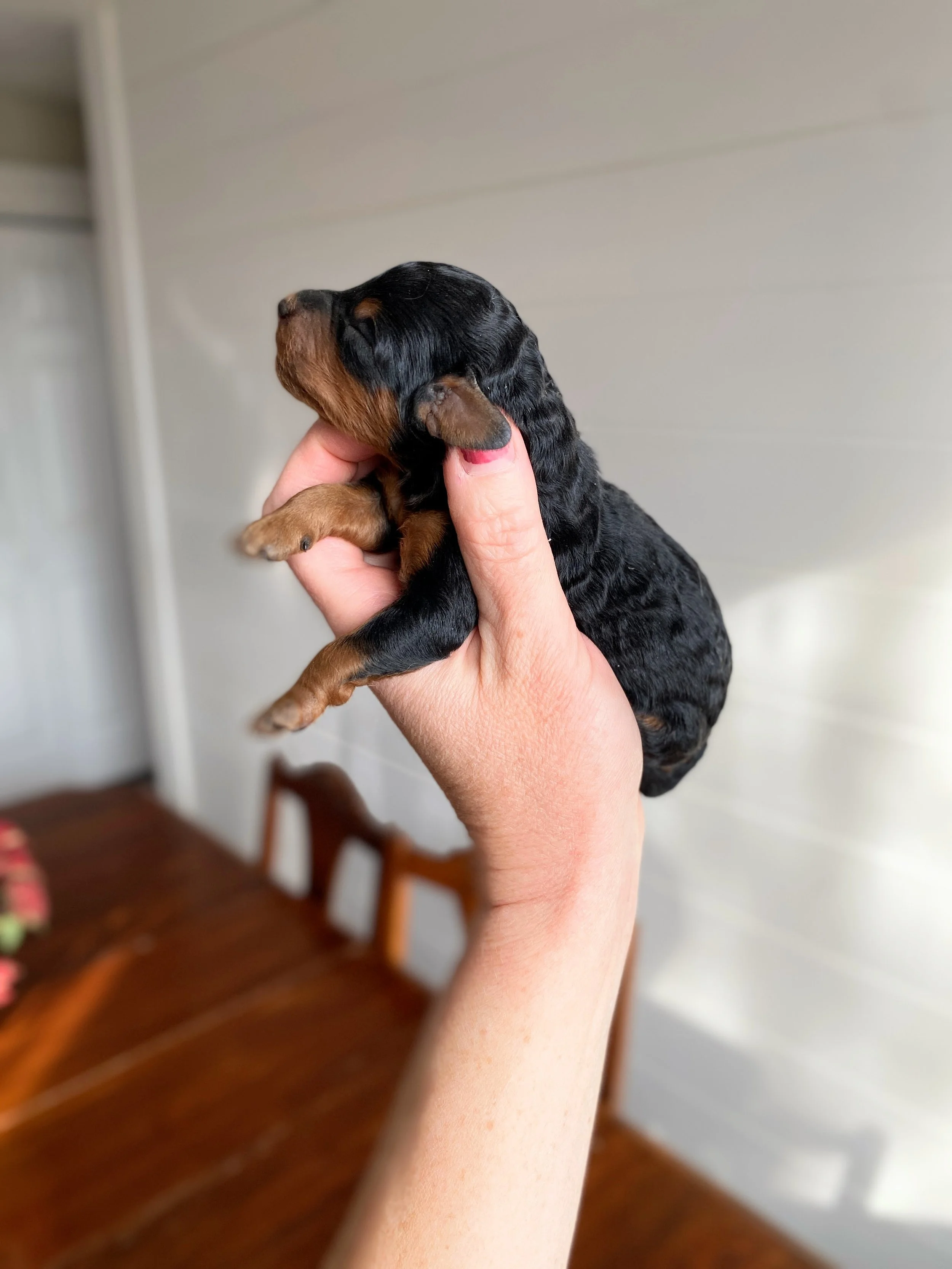 mini phantom bernedoodle