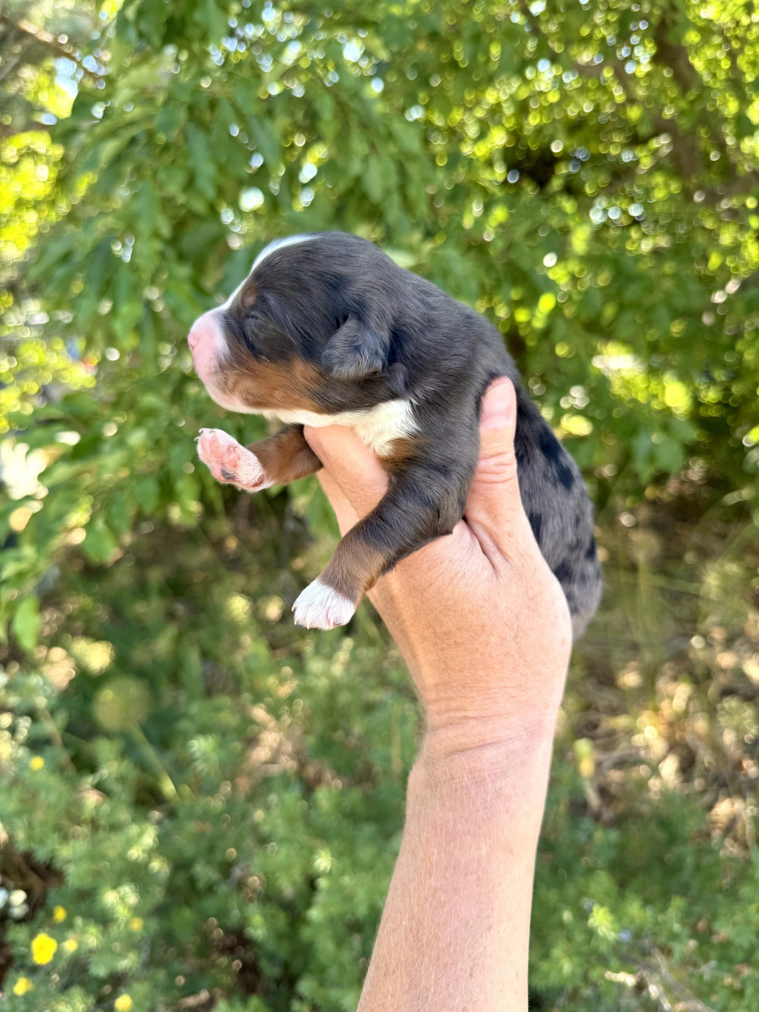 mini merle tri colored bernedoodle