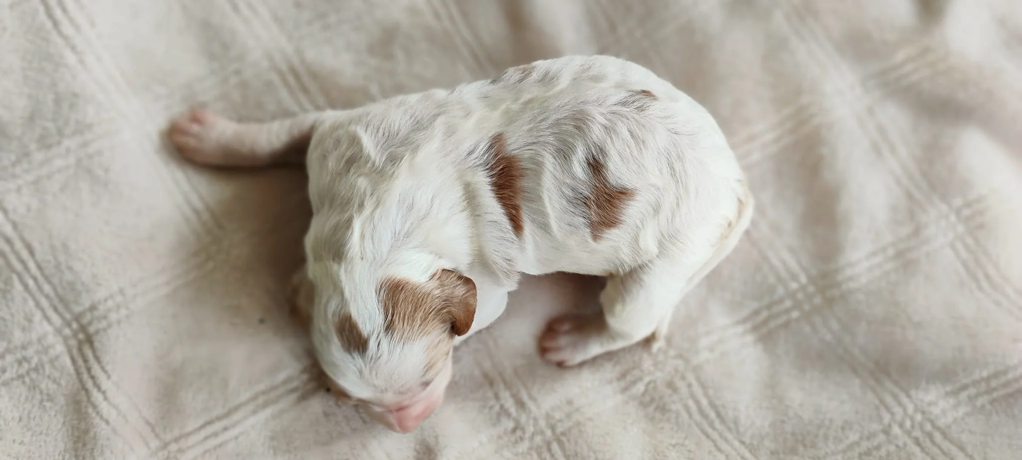 red and white brittany doodle