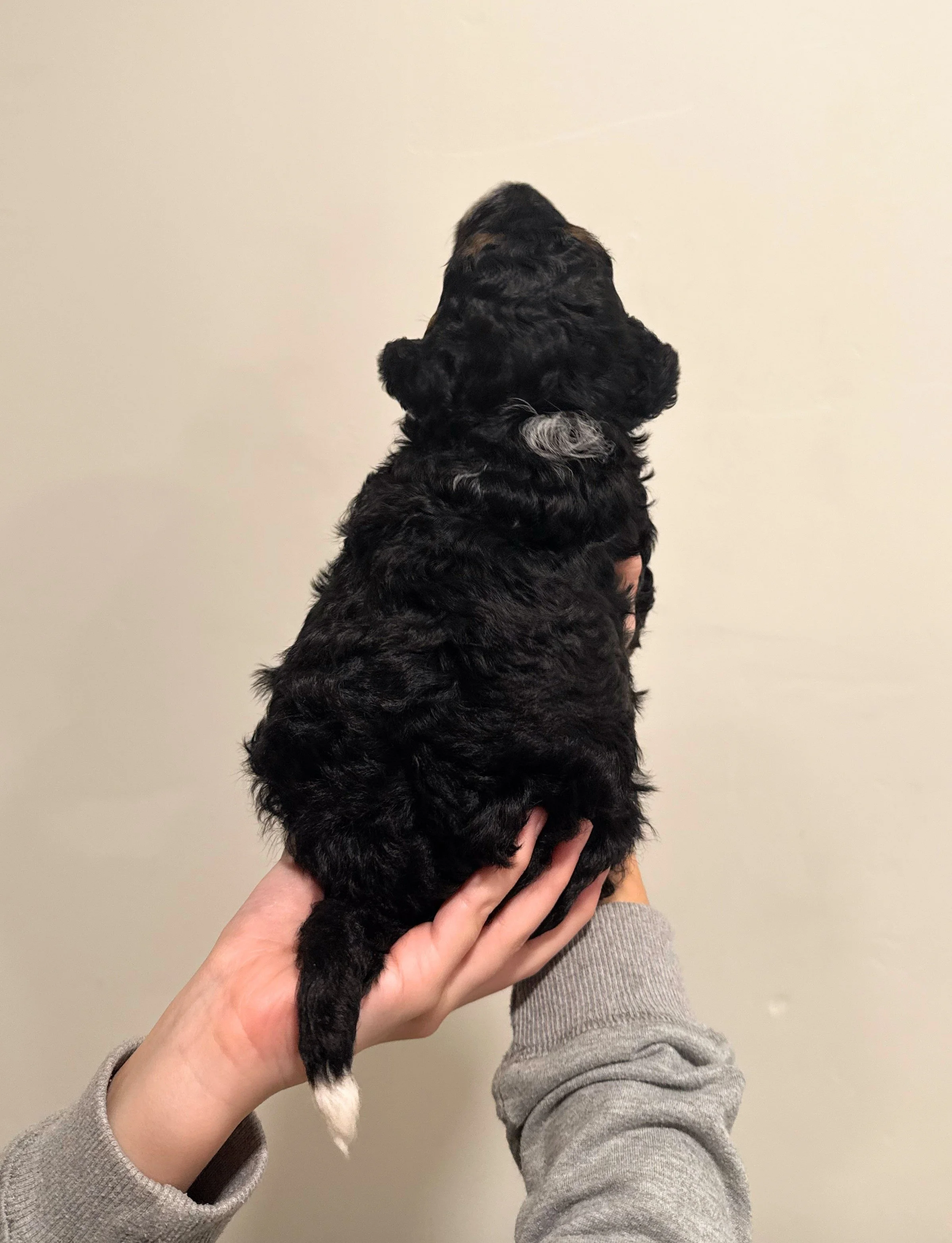 tri colored mini bernedoodle