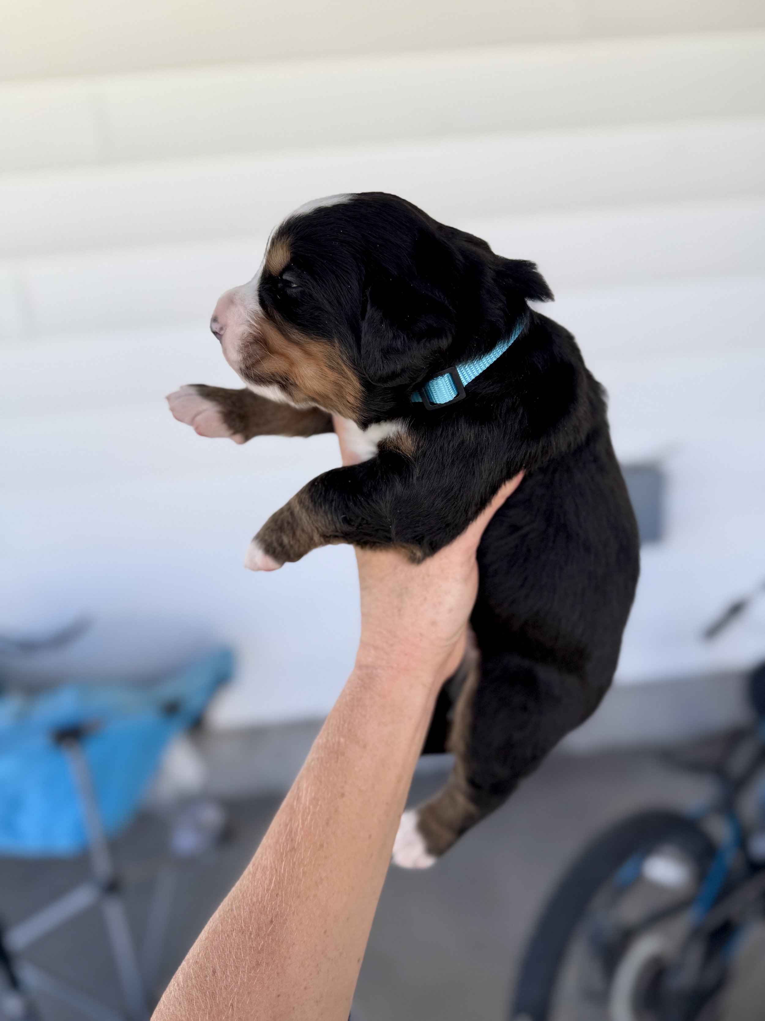 bernese mountain dog puppy