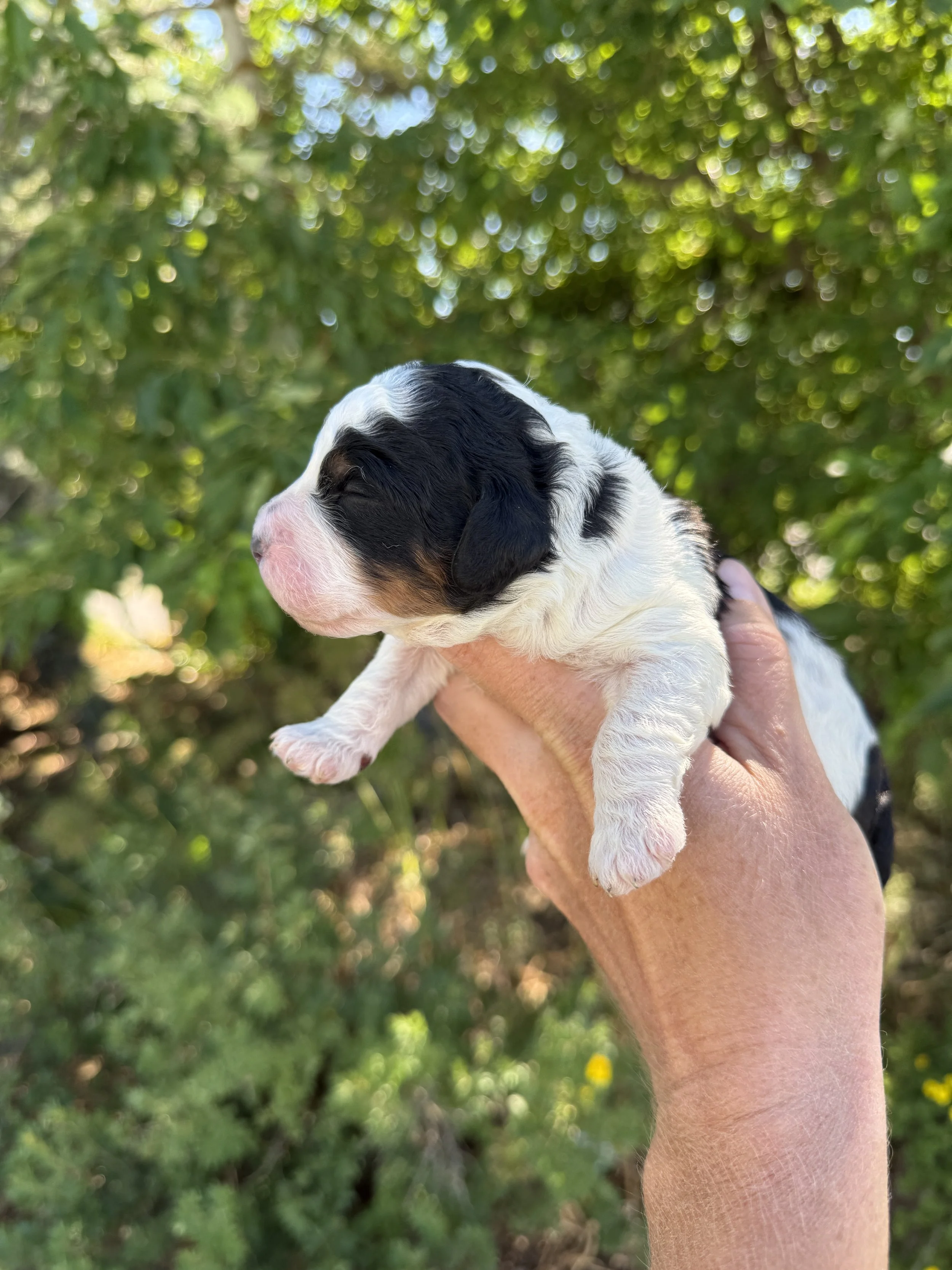 tri colored parti mini bernedoodle
