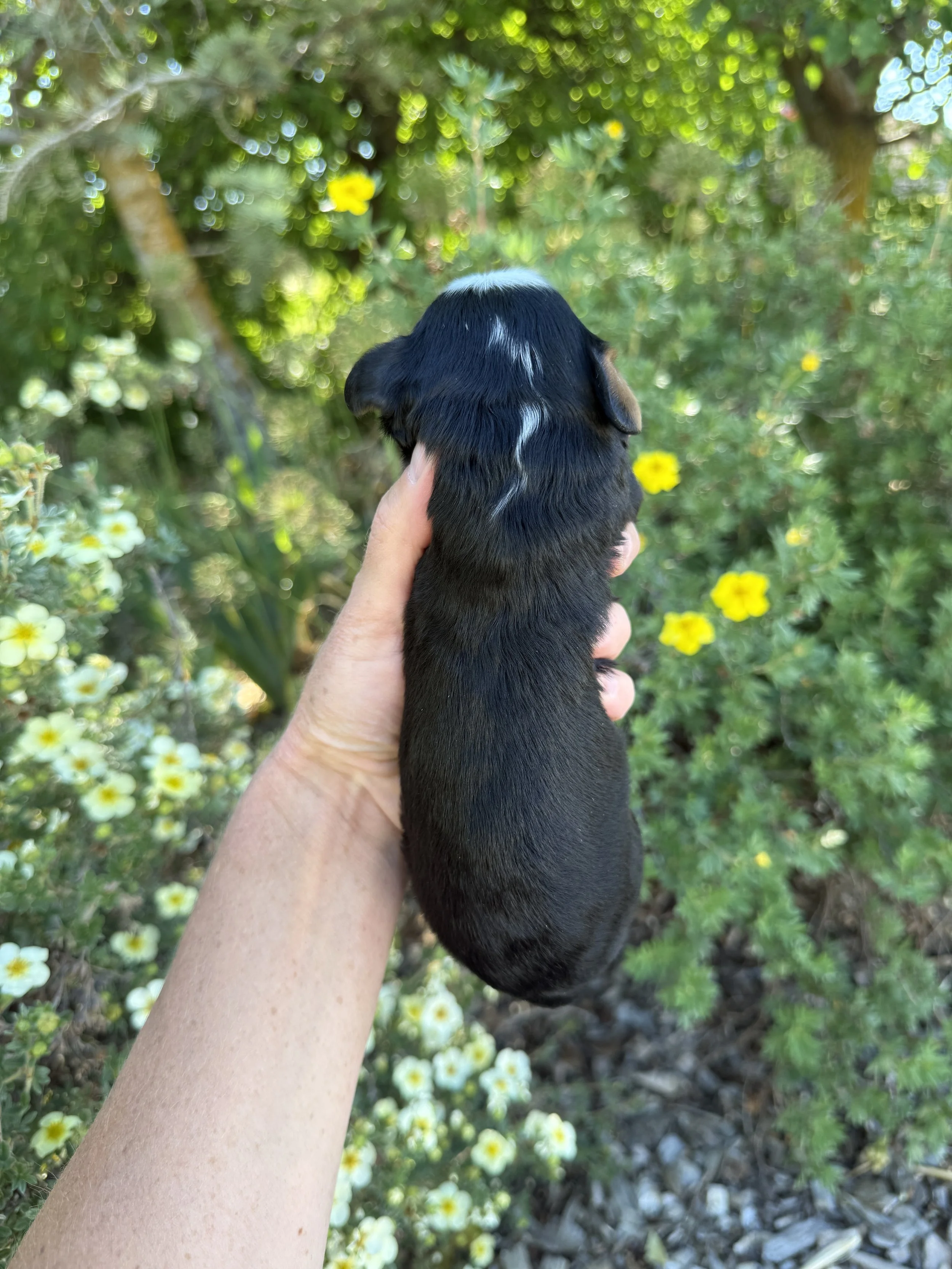 mini tri colored bernedoodle