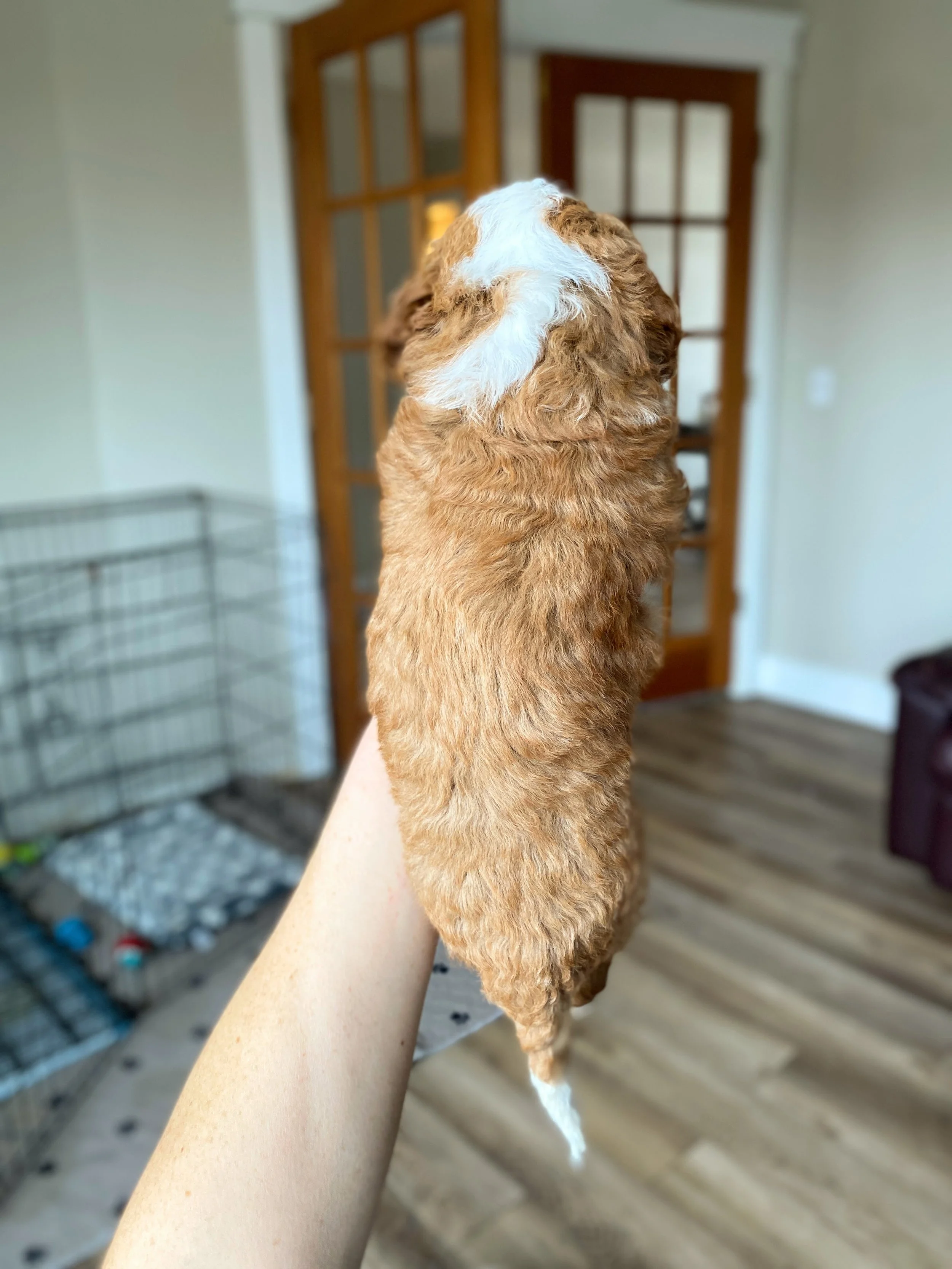 mini red and white tuxedo bernedoodle