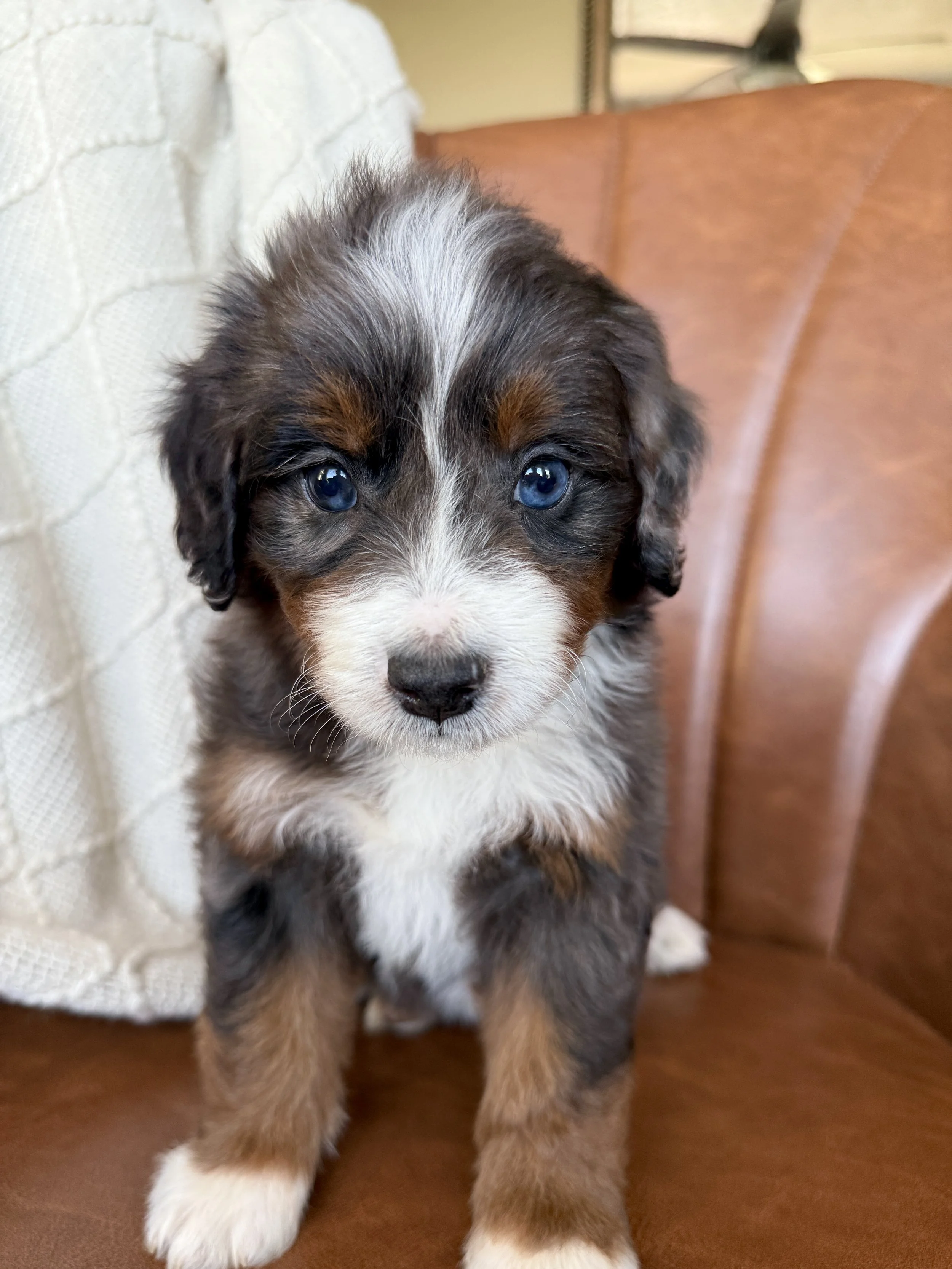 merle tri colored bernedoodle blue eyes