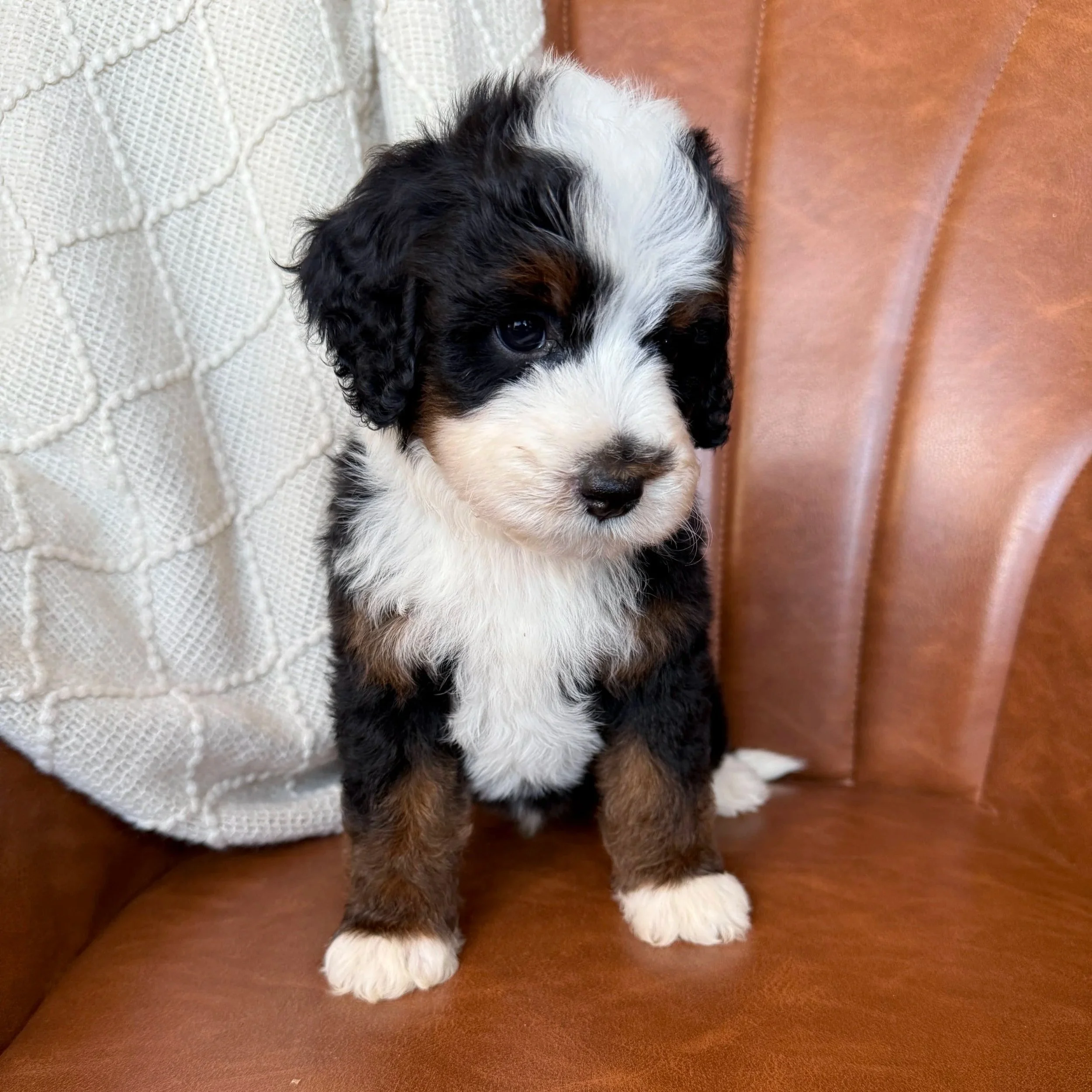 tri colored mini bernedoodle