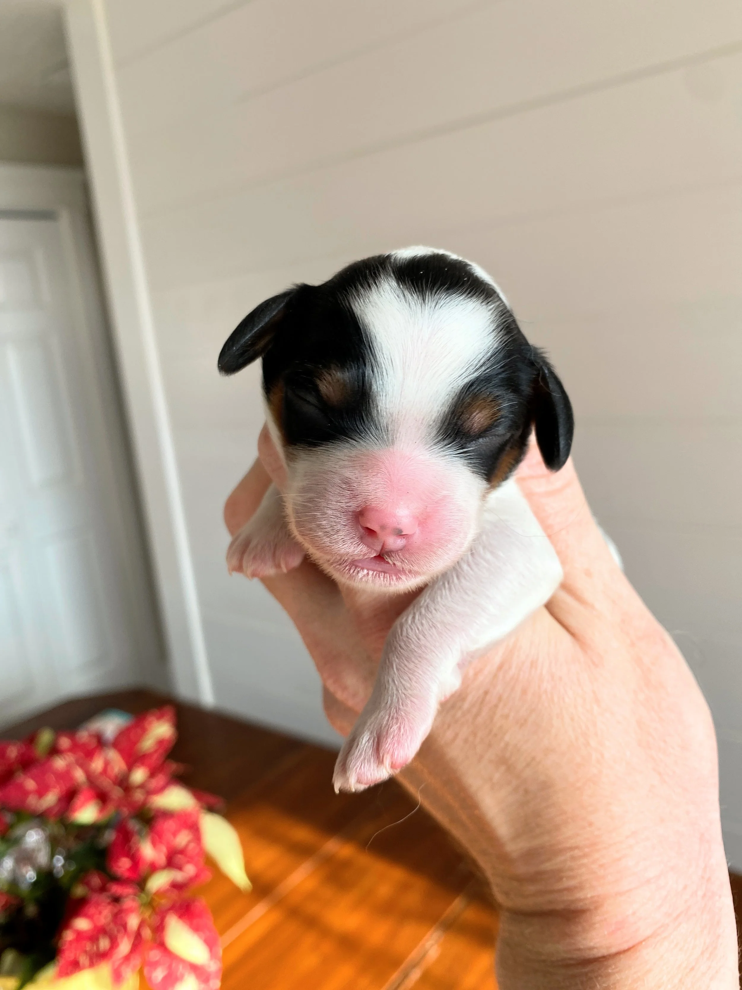 mini parti bernedoodle