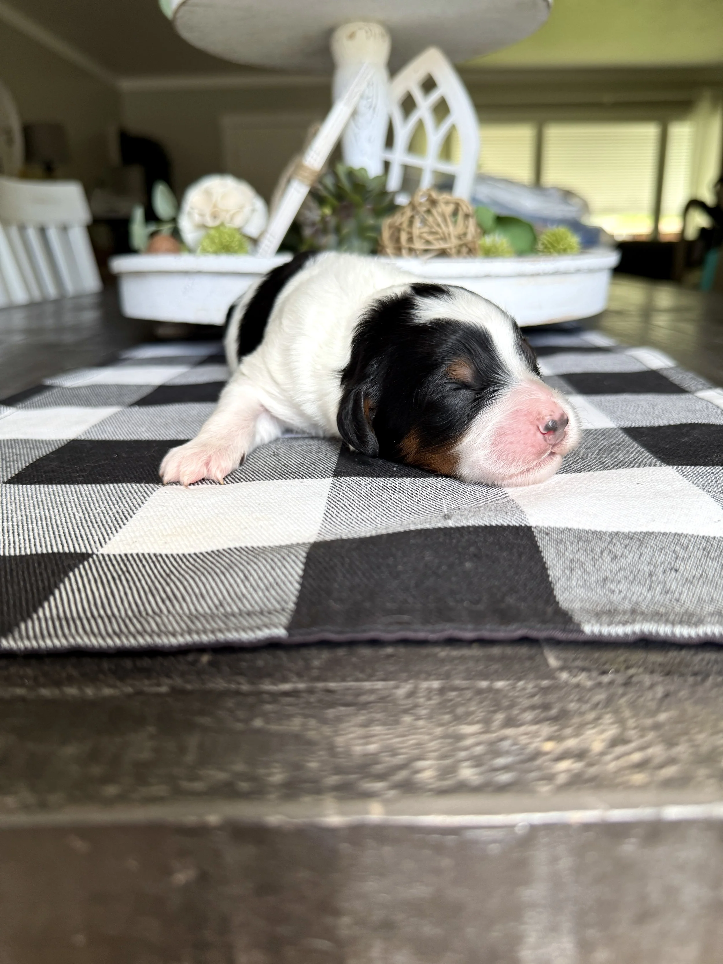 mini parti tri colored bernedoodle