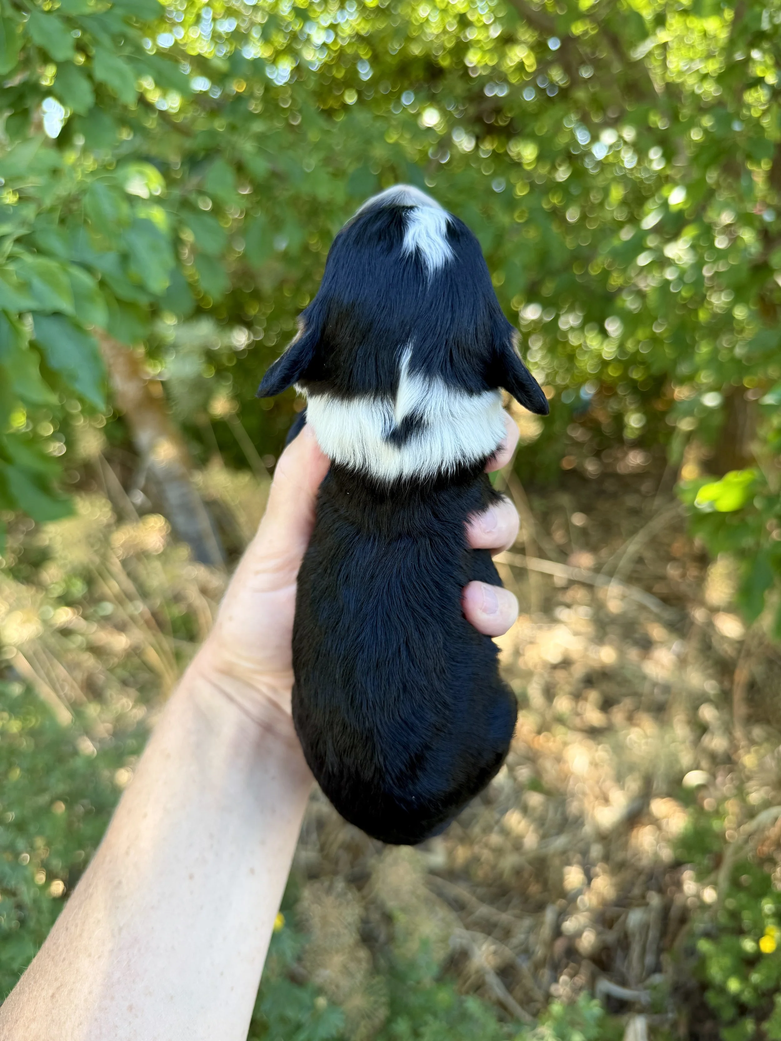 mini tri colored bernedoodle