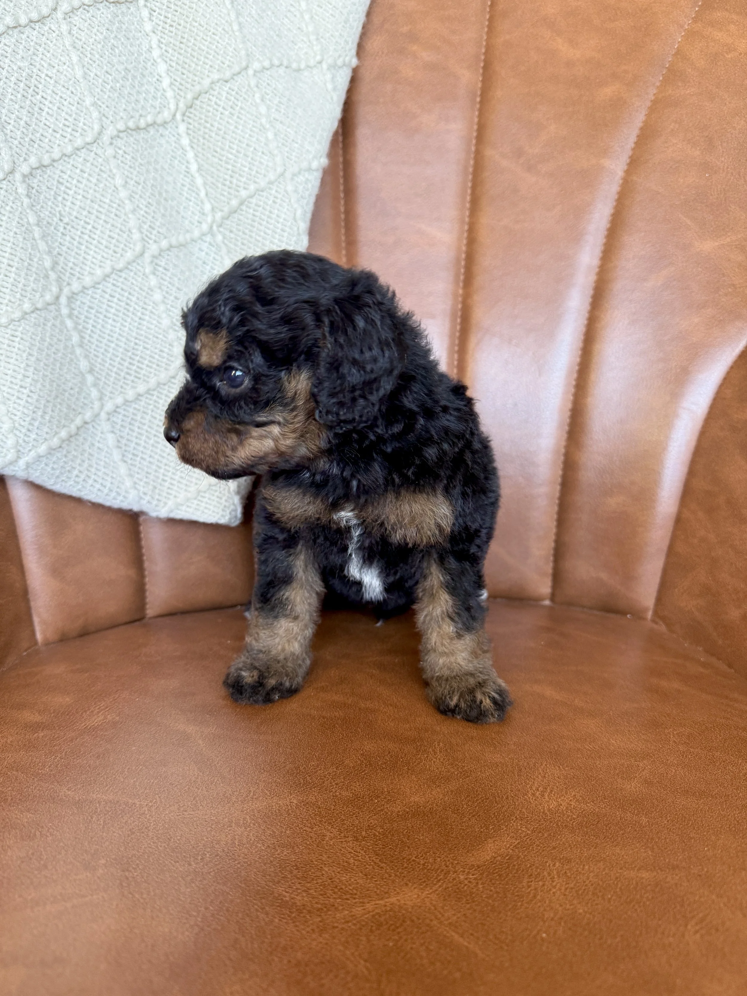 mini micro black phantom bernedoodle
