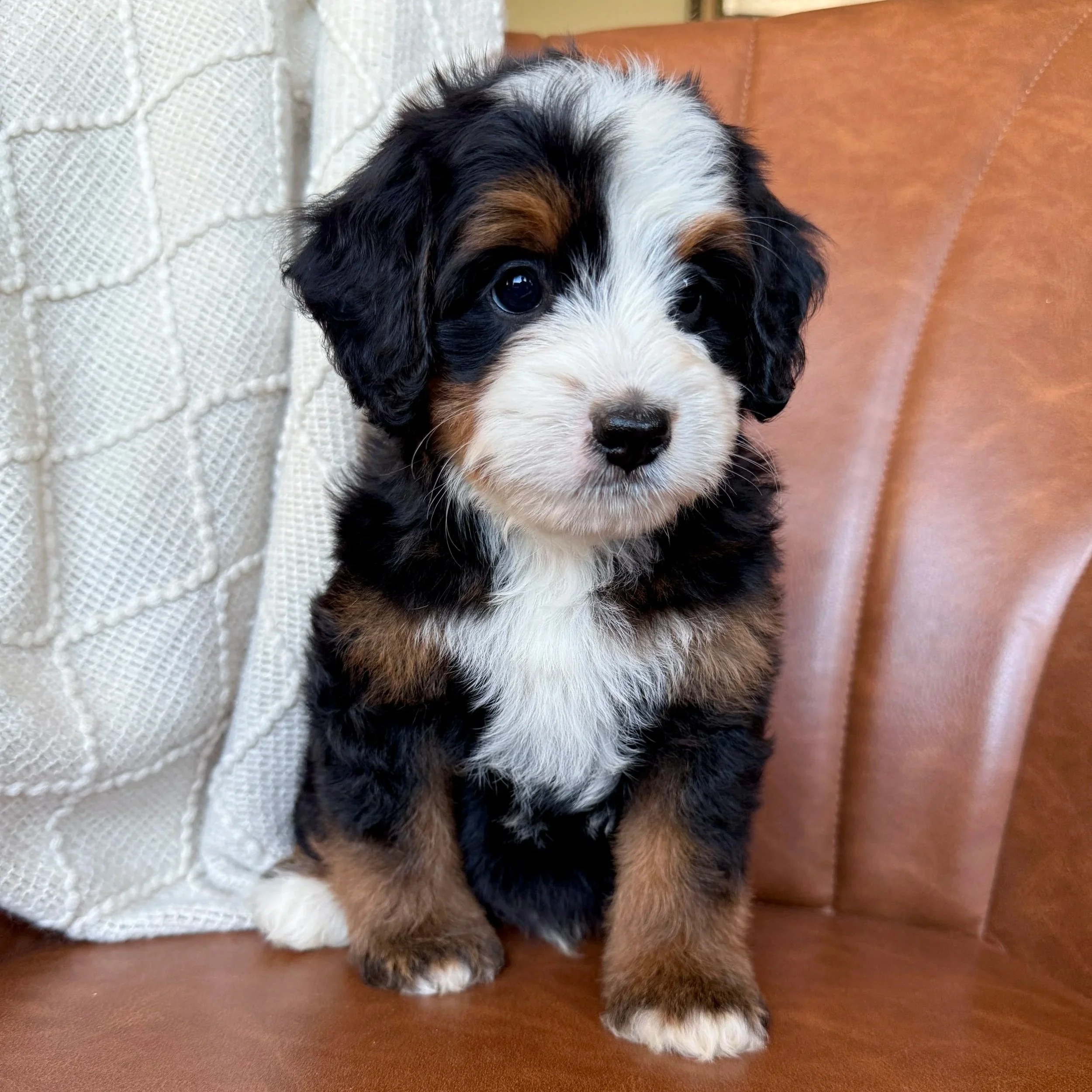 mini tri colored bernedoodle