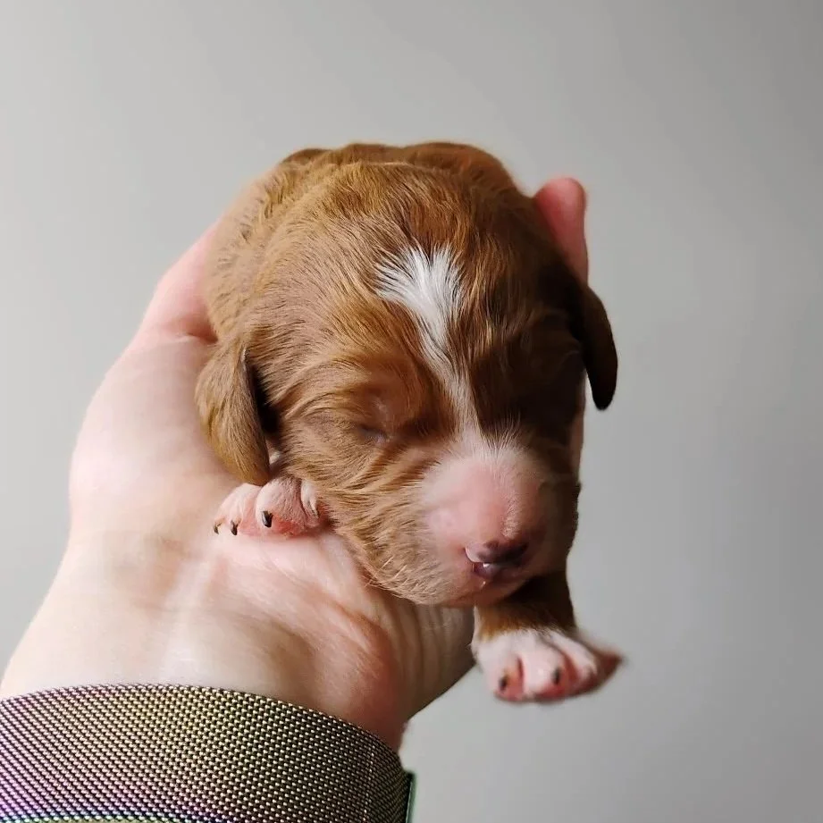 red and white brittany doodle
