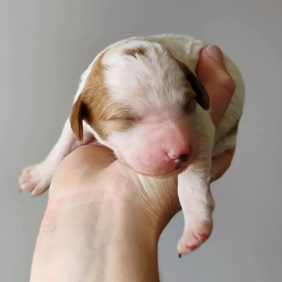 red and white brittany doodle