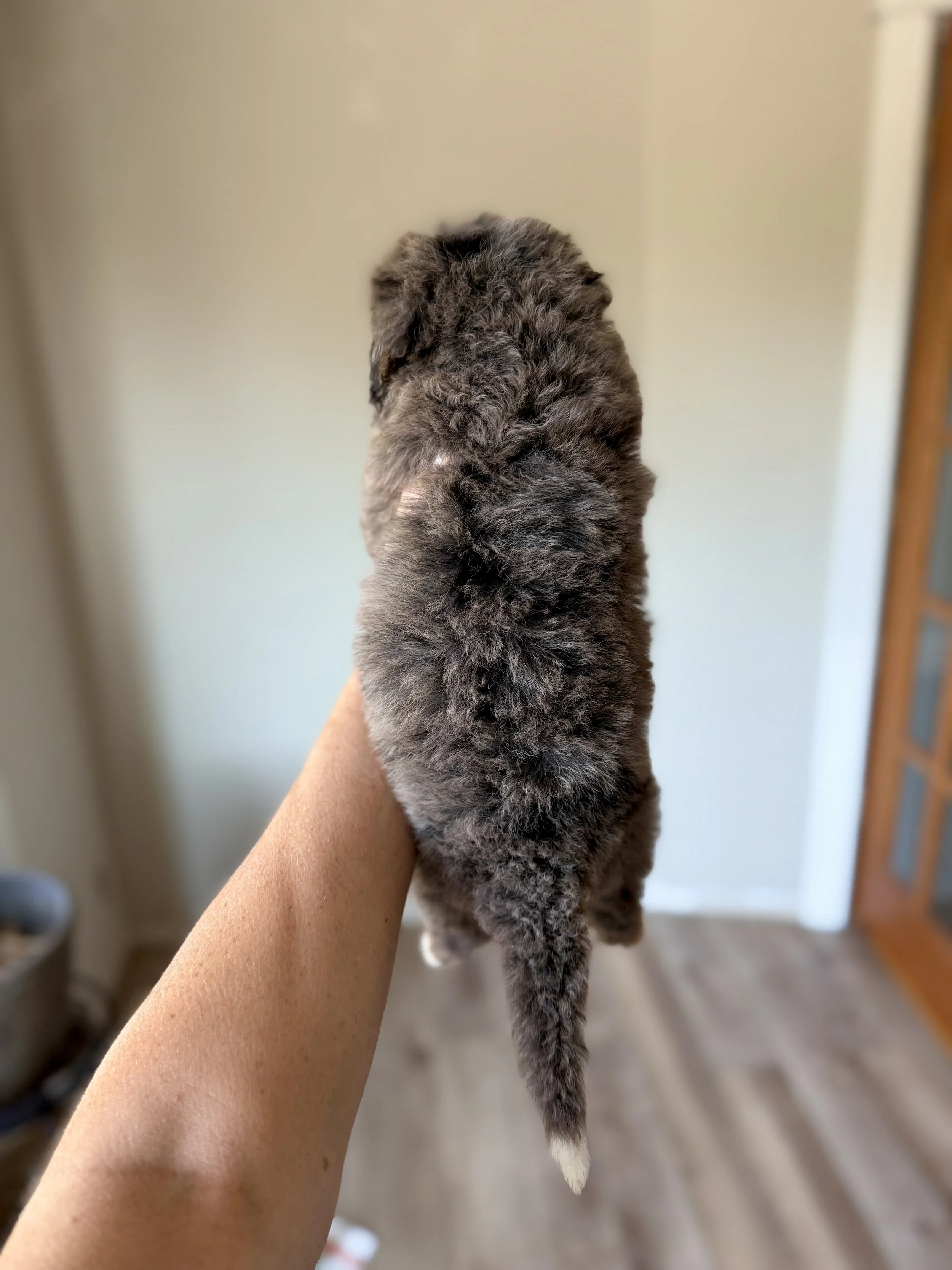mini tri colored merle bernedoodle