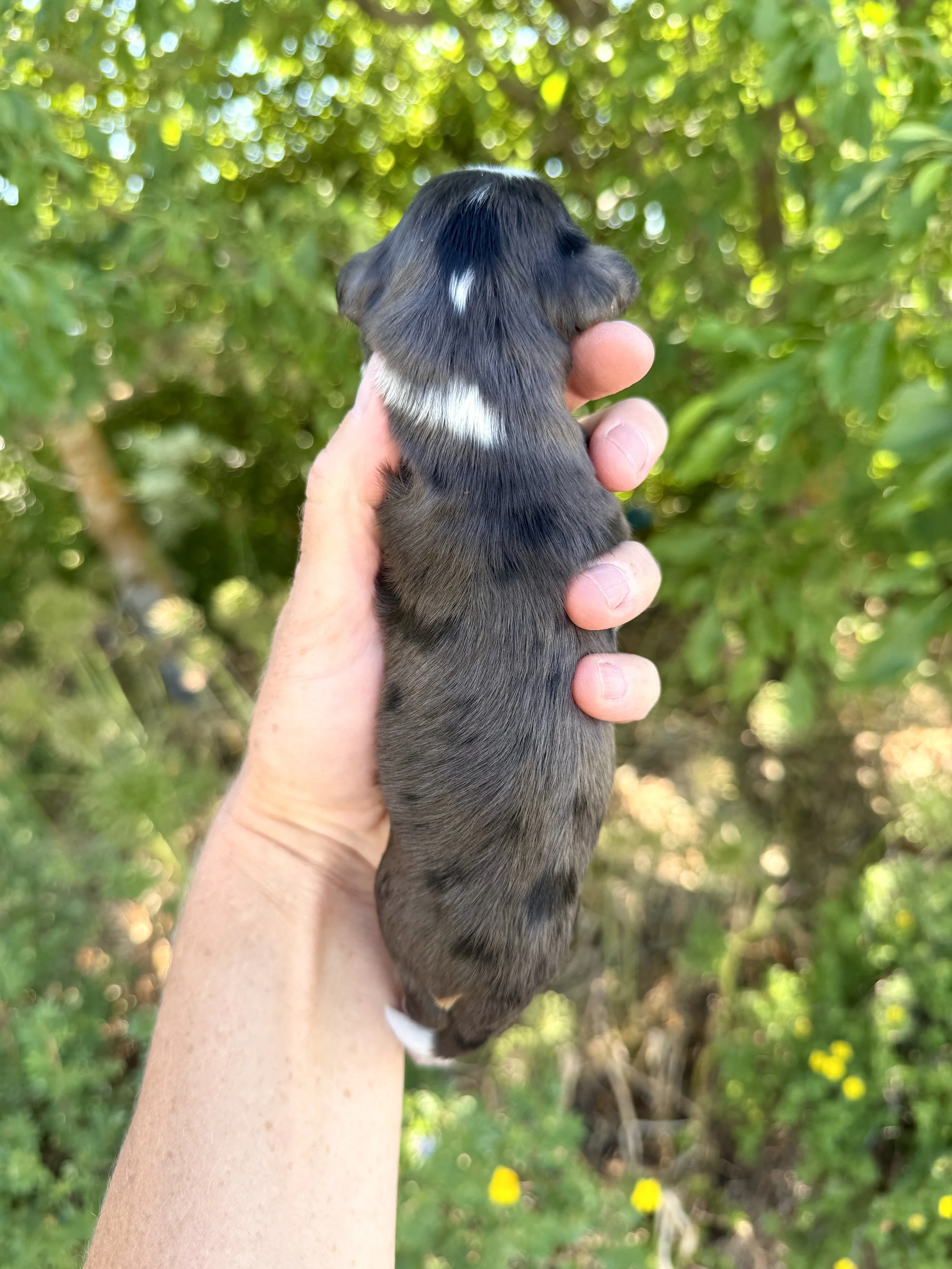 mini tri colored merle bernedoodle